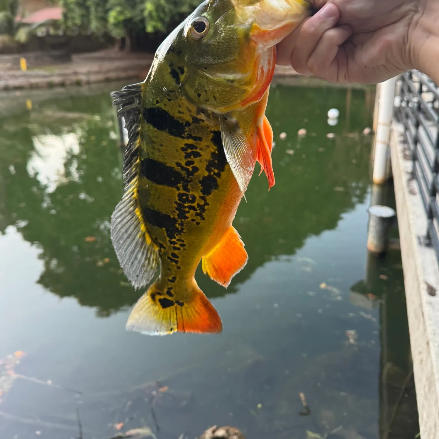Butterfly peacock bass caught on Fishbrain