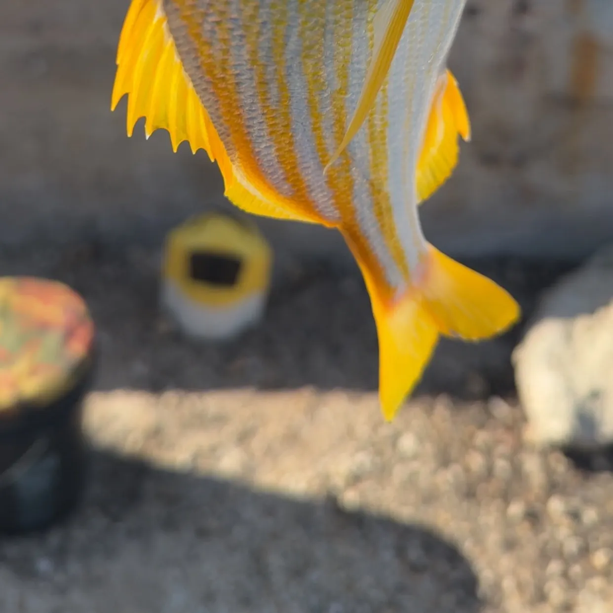 The most recent Atlantic porkfish catches on Fishbrain