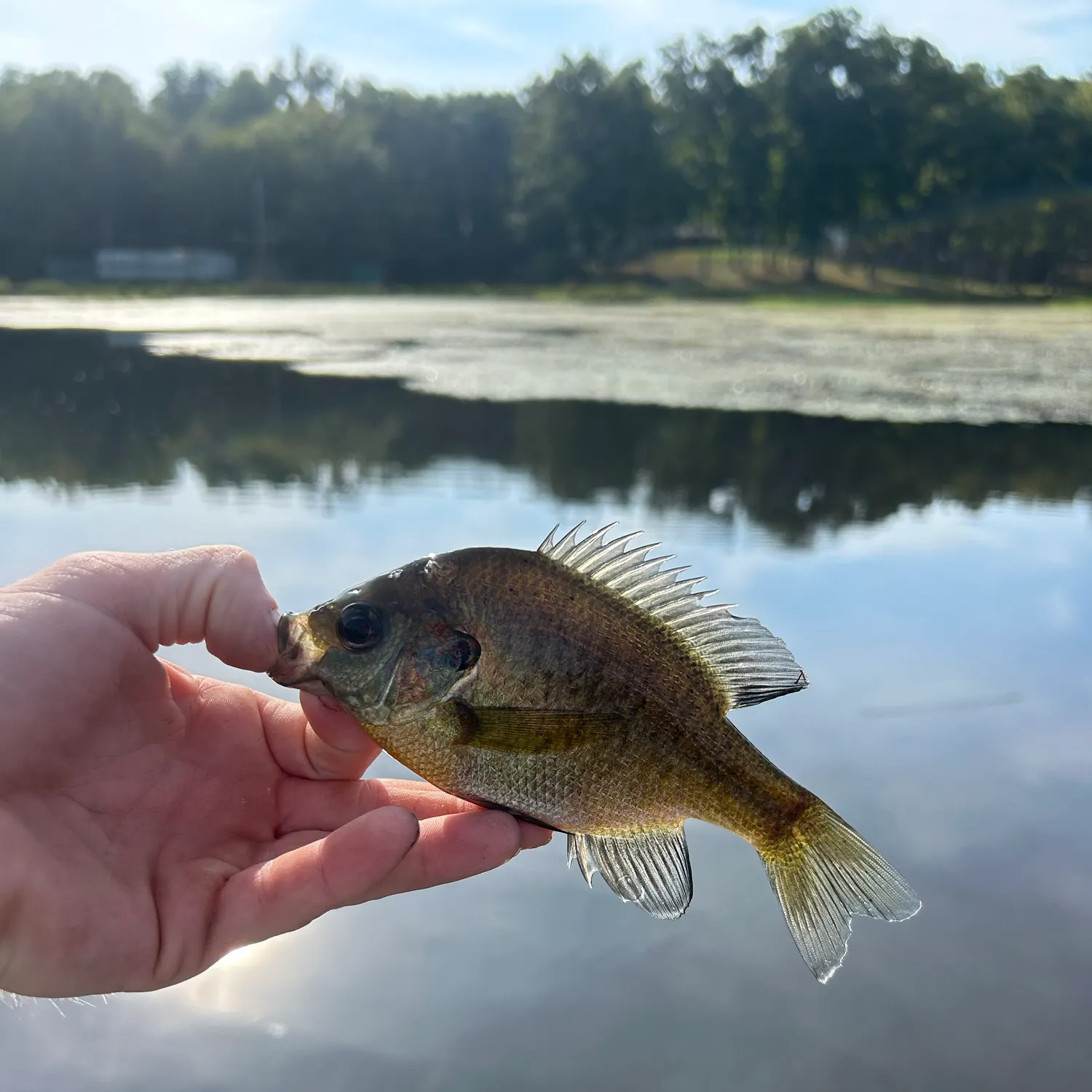 Bluegill caught on Fishbrain