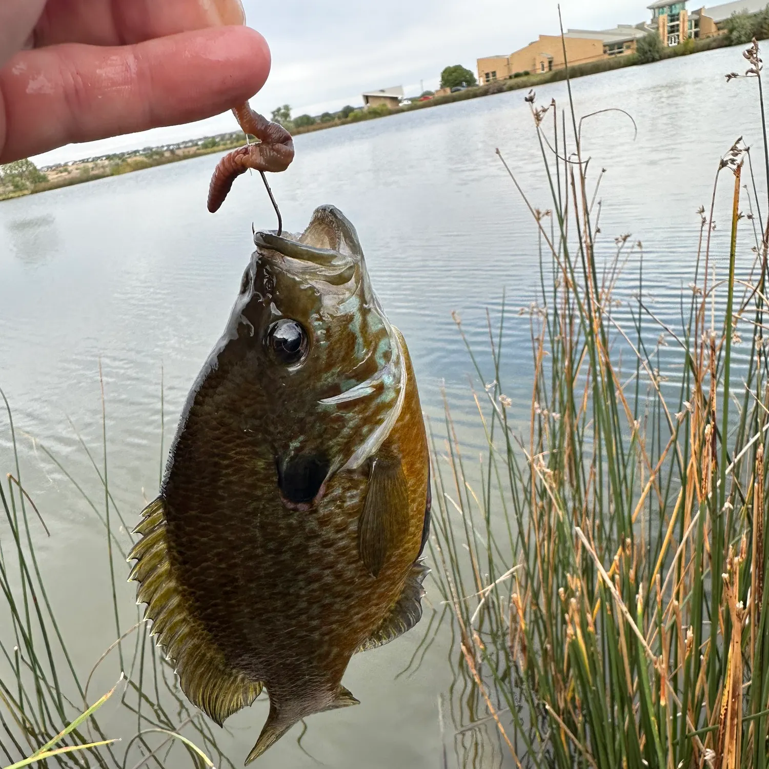 Bluegill caught on Fishbrain
