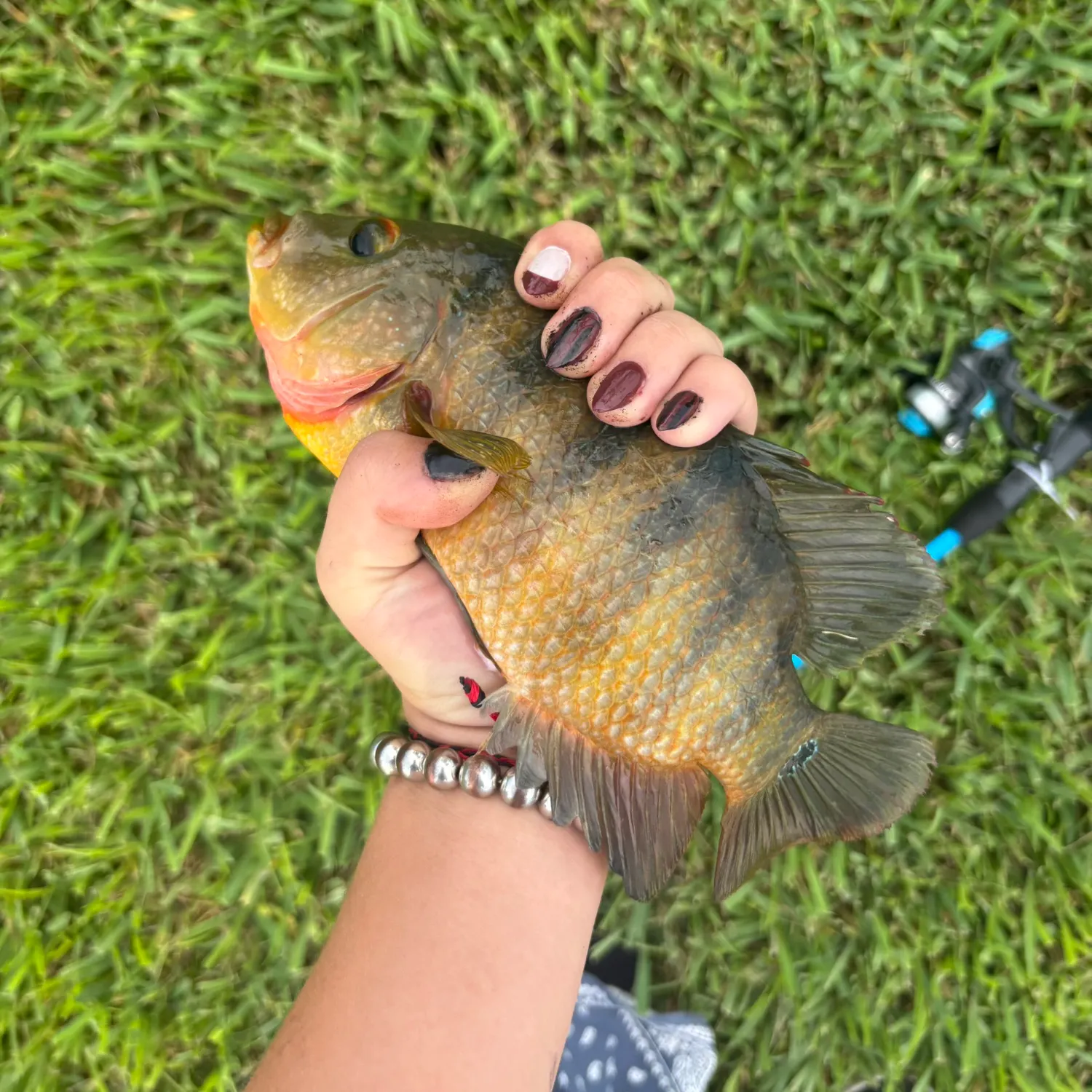 Mayan cichlid caught on Fishbrain