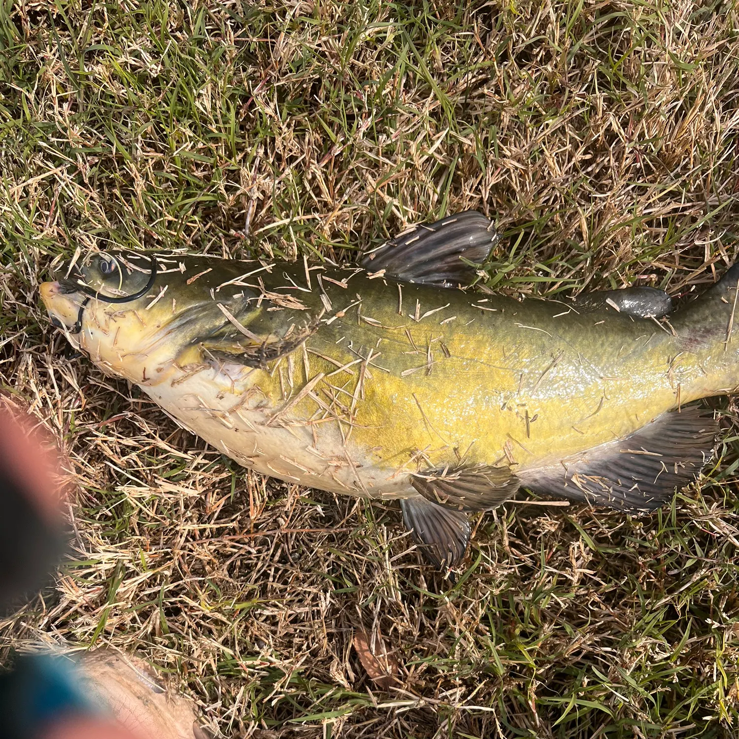 The most recent Yellow bullhead catches on Fishbrain