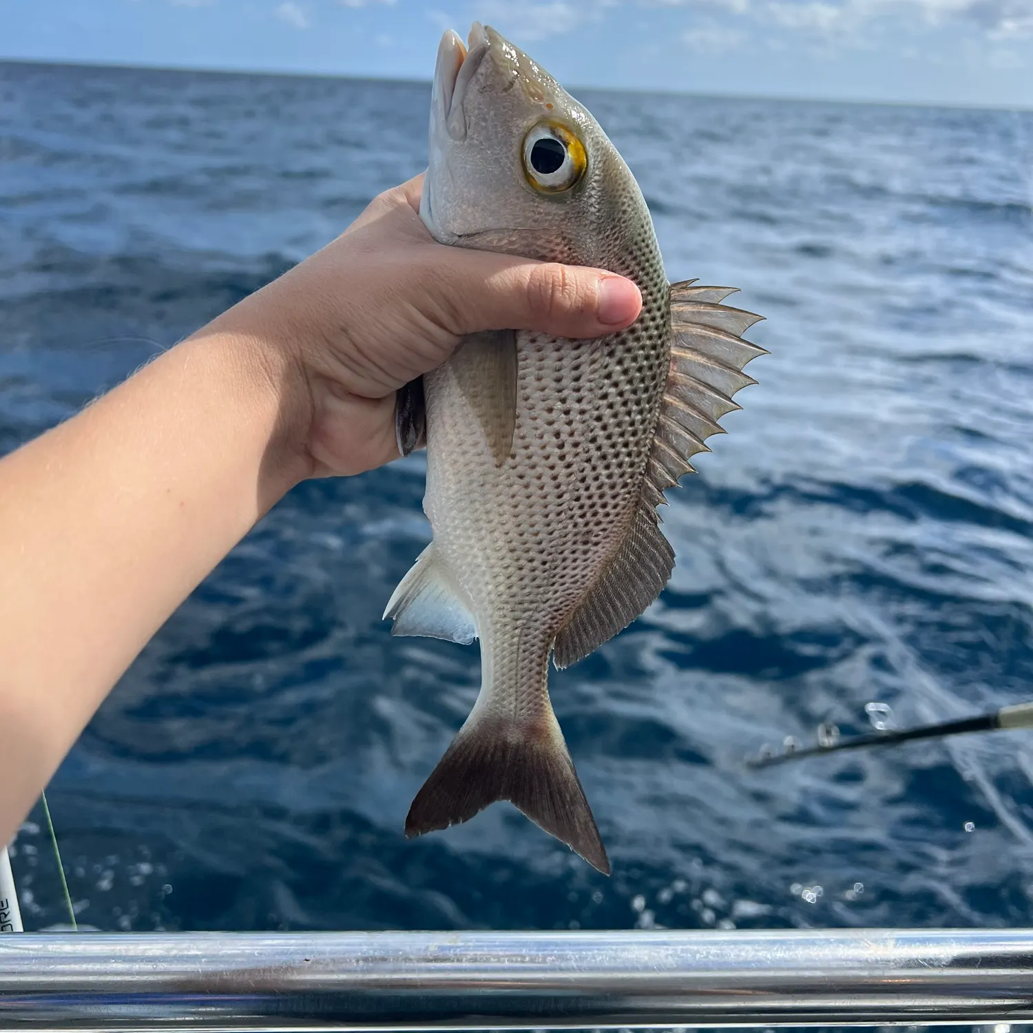 The most recent Sailor's choice grunt catches on Fishbrain