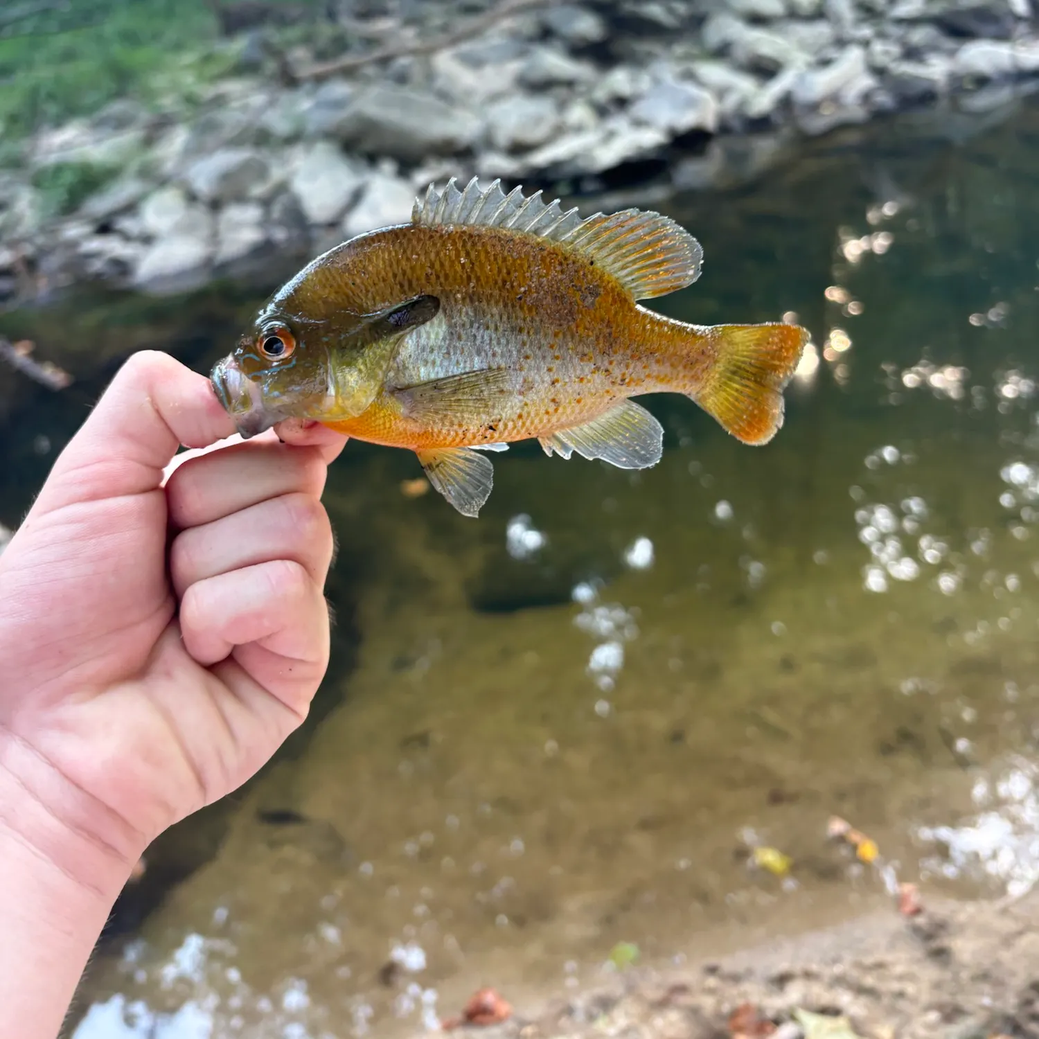 Redbreast sunfish caught on Fishbrain