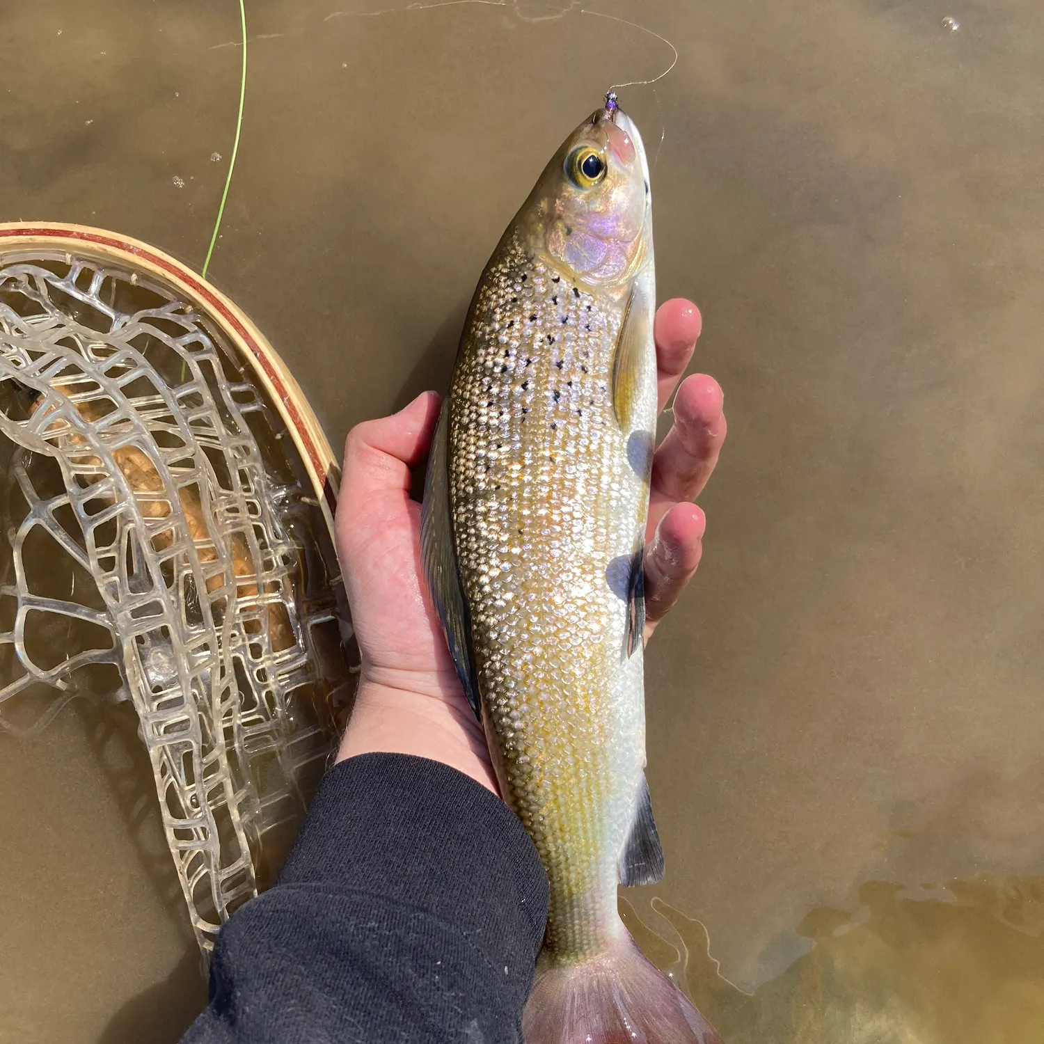The most recent Arctic grayling catches on Fishbrain