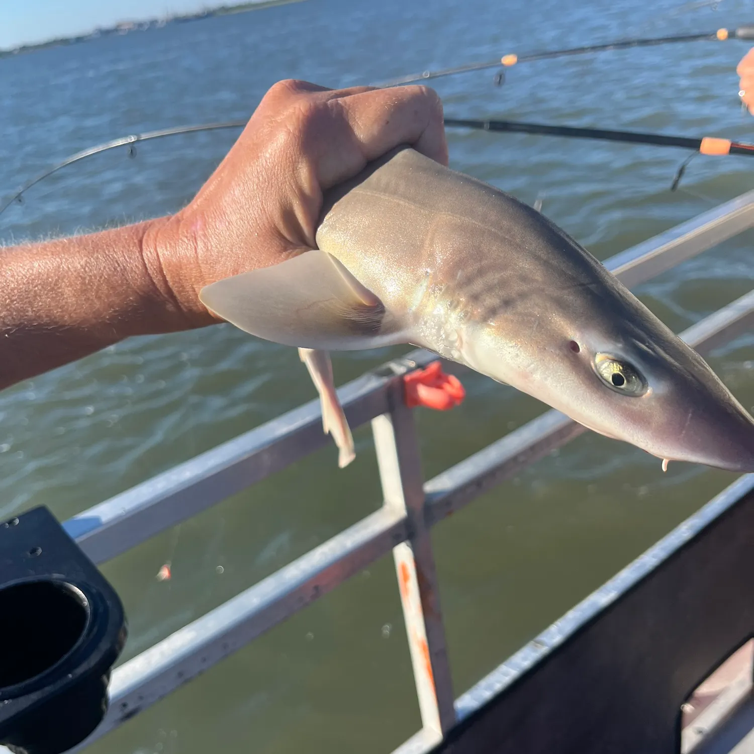 Dusky smooth-hound caught on Fishbrain