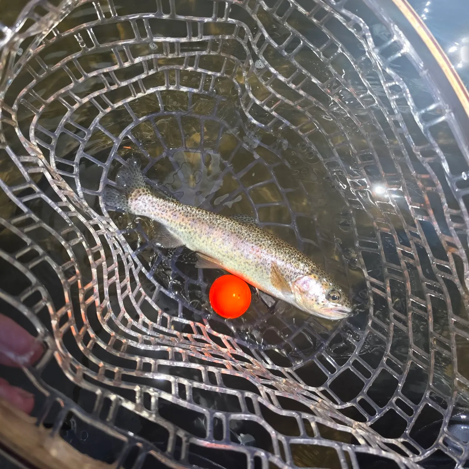 Rainbow trout caught on Fishbrain
