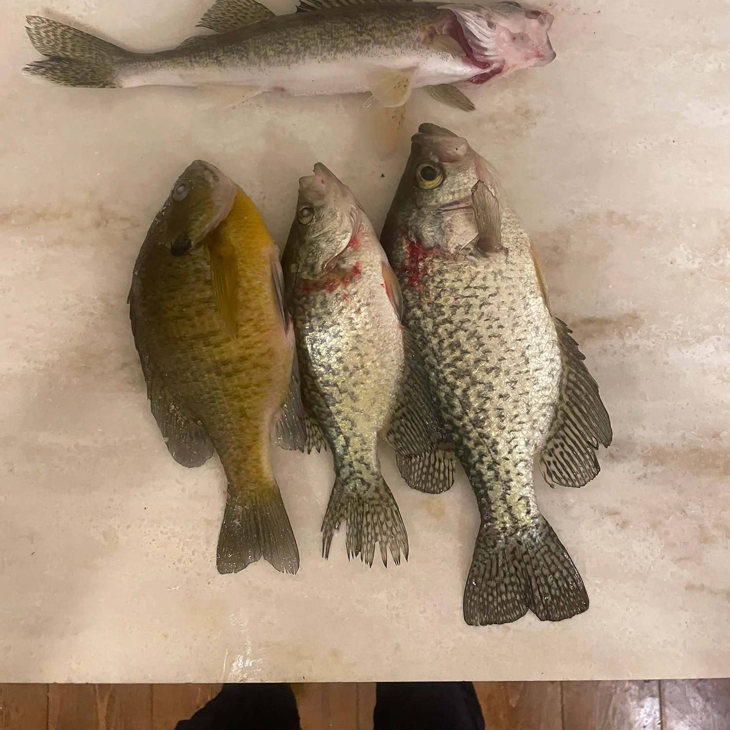 recently logged catches