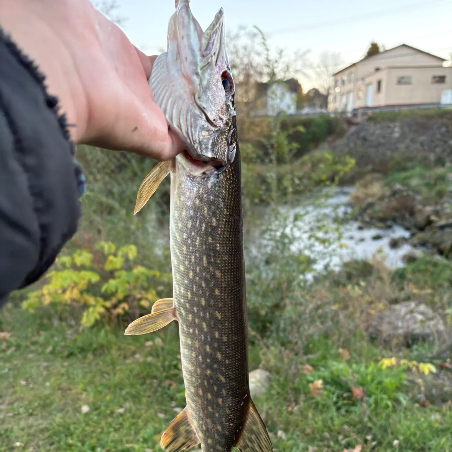 Northern pike caught on Fishbrain