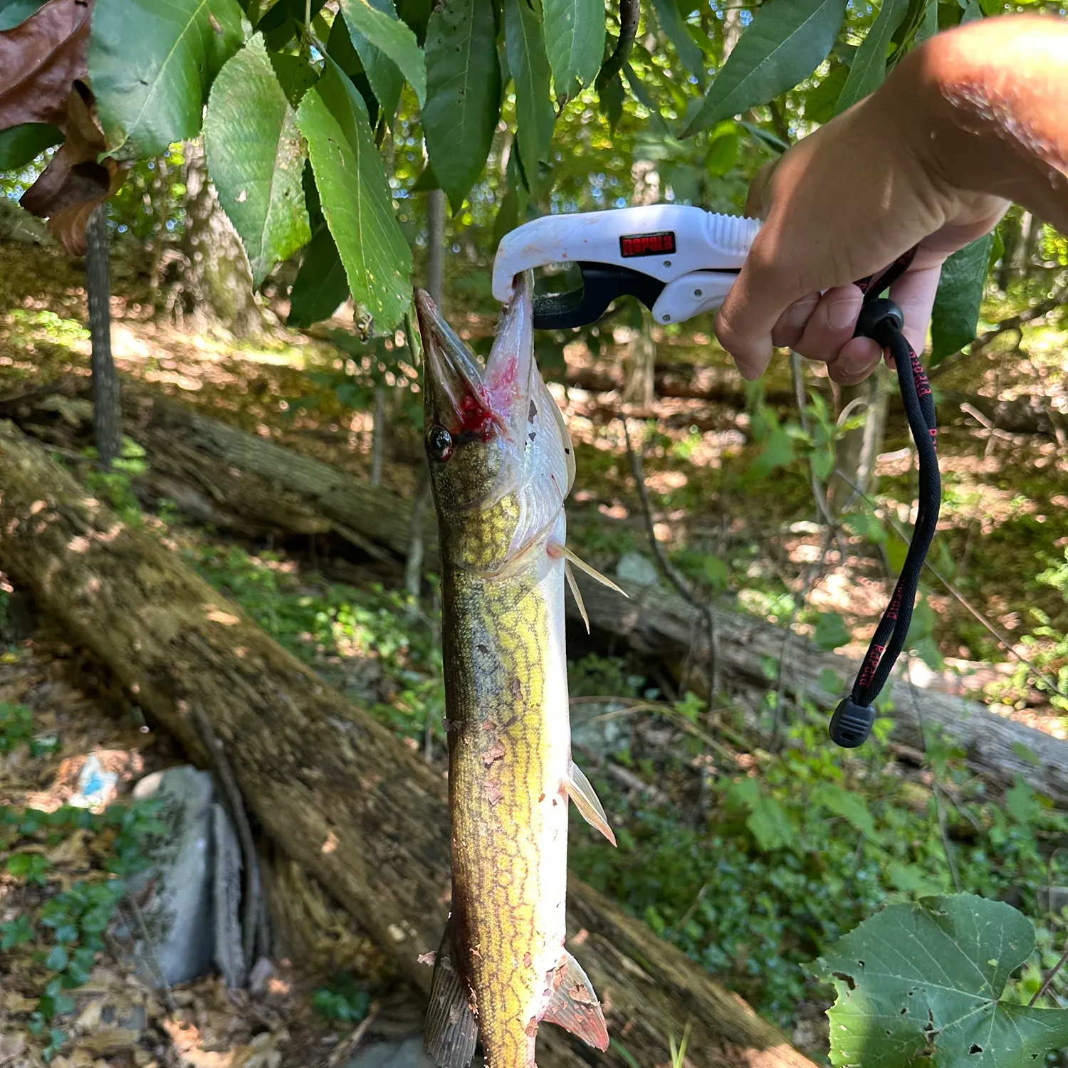 Chain pickerel caught on Fishbrain