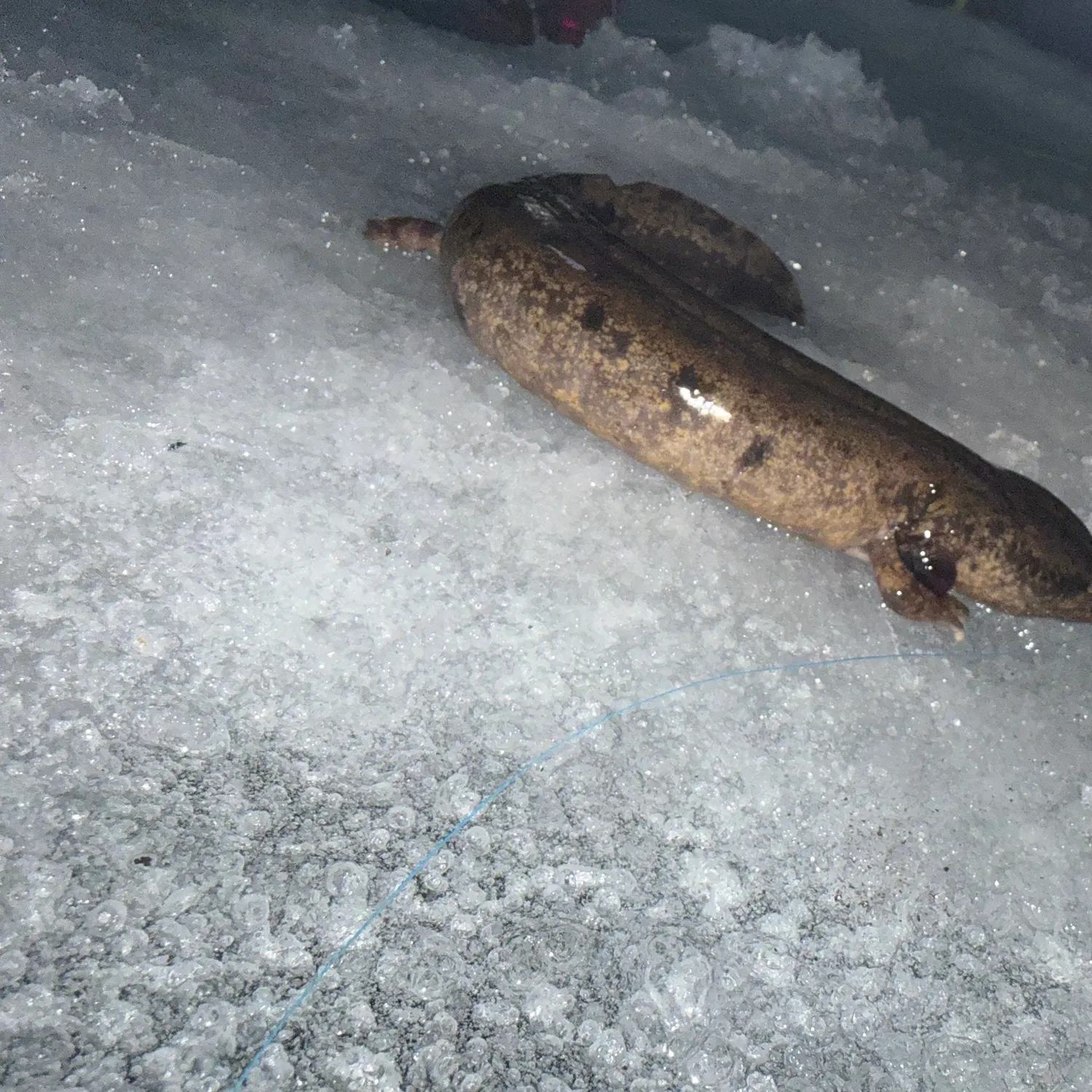 The most recent Common mudpuppy catches on Fishbrain