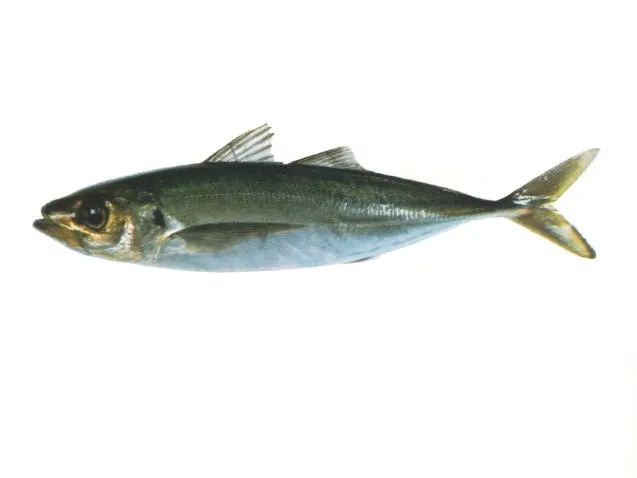 Greenback horse mackerel