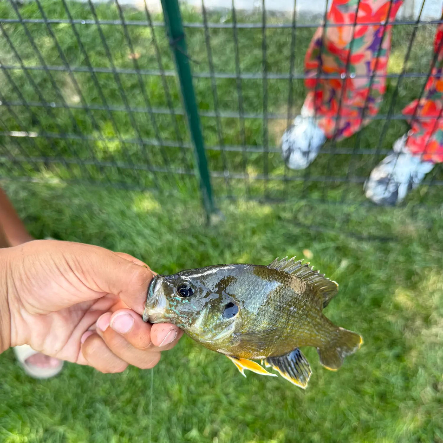 catch