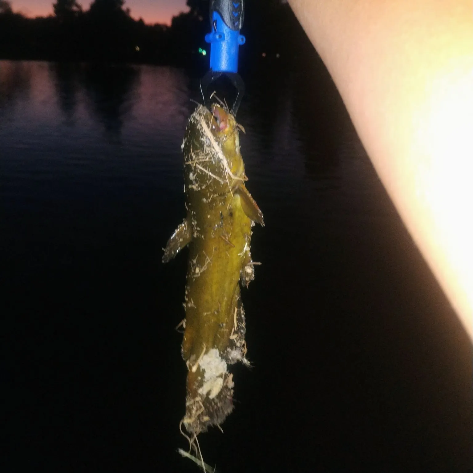 Yellow bullhead caught on Fishbrain