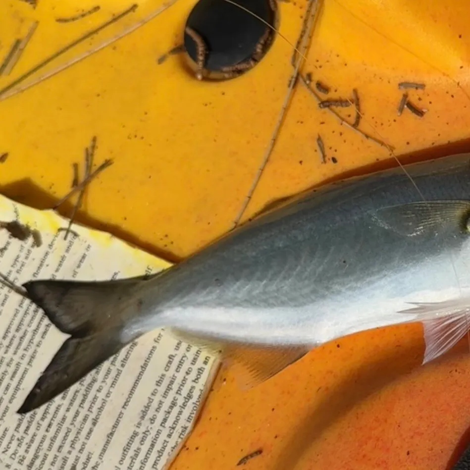 Bluefish caught on Fishbrain