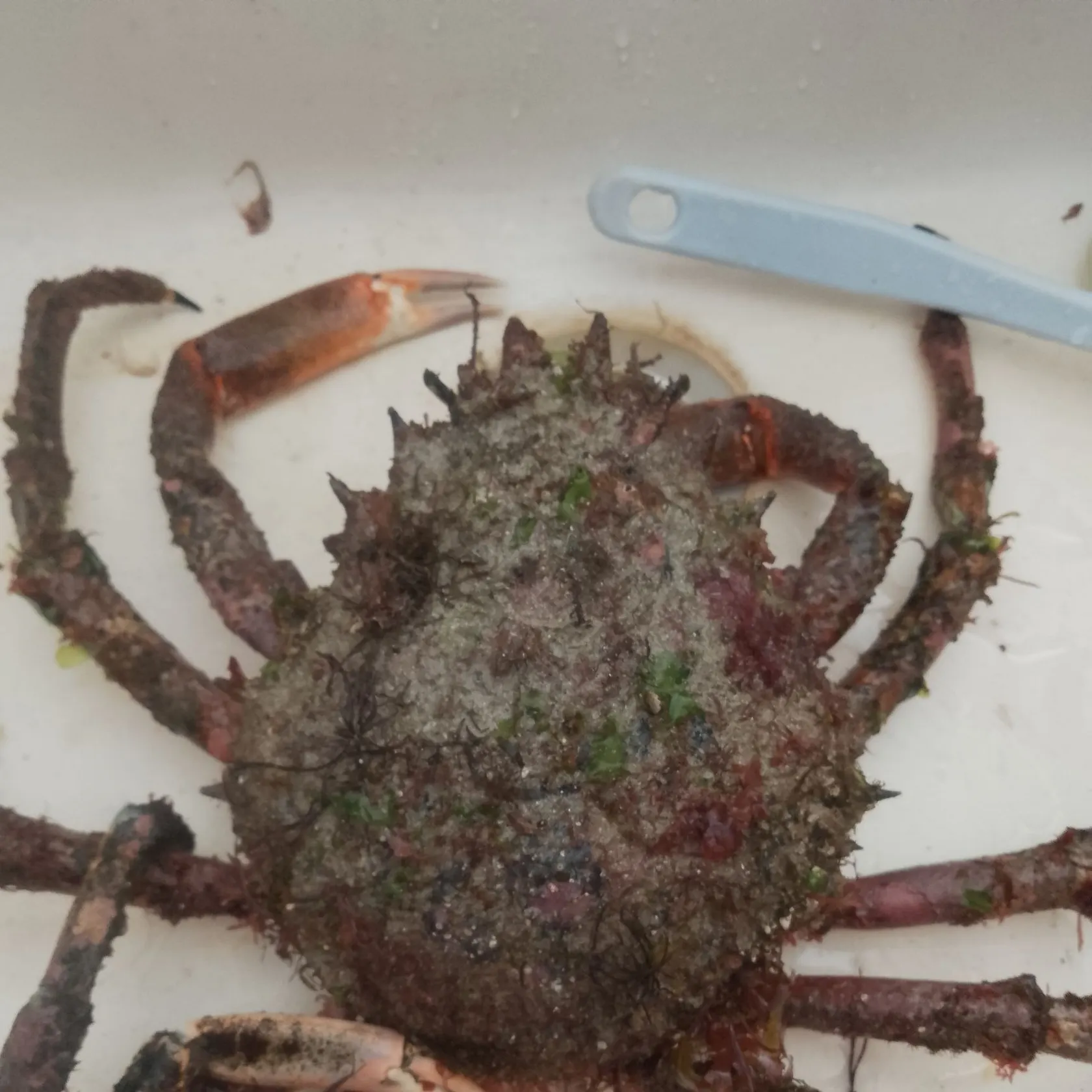 The most recent European spider crab catches on Fishbrain