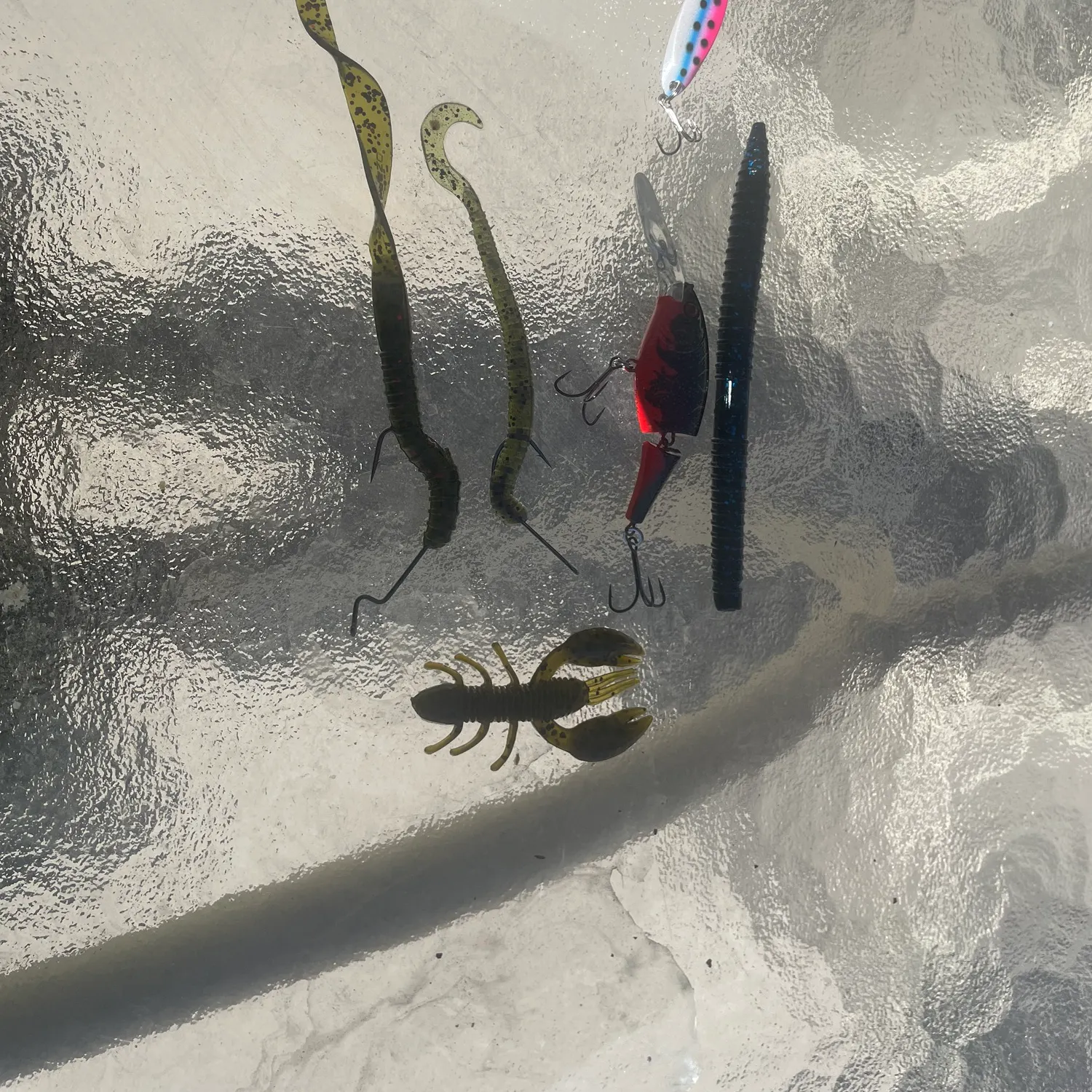 Fish caught on Fishbrain
