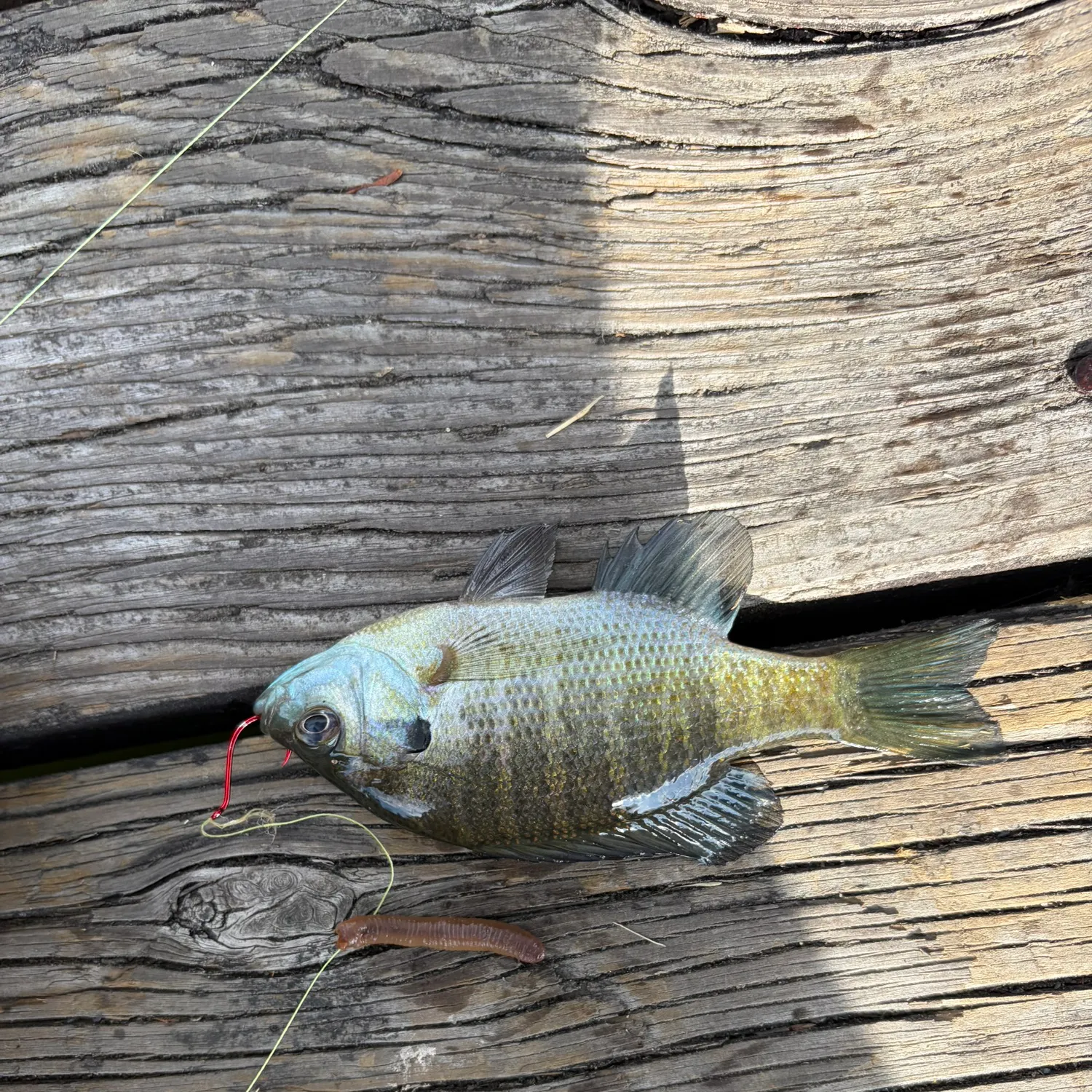 Bluegill caught on Fishbrain