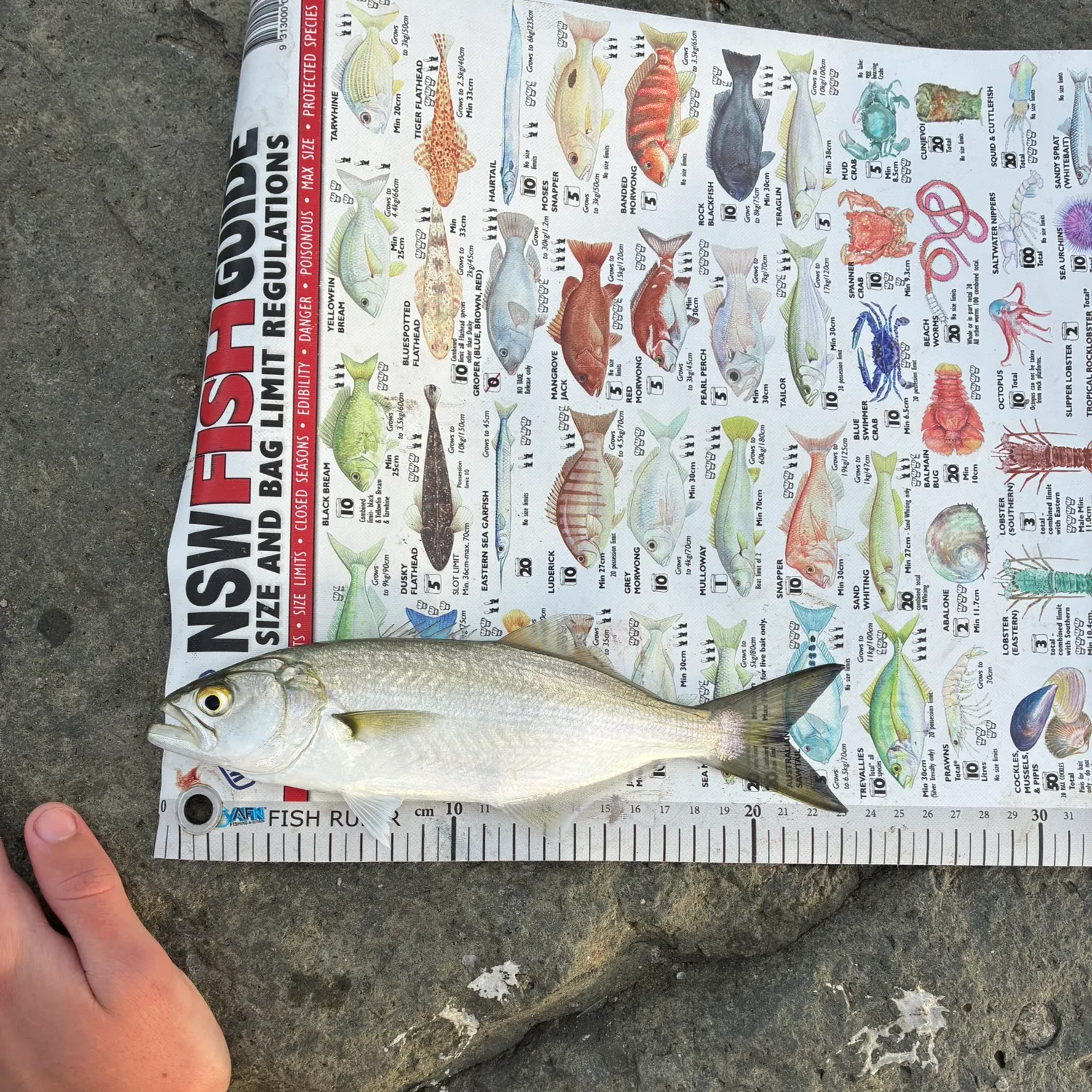 recently logged catches