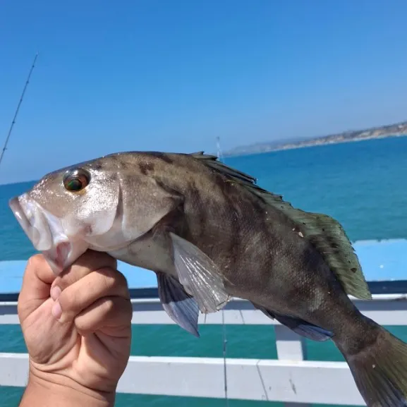 Barred sand bass caught on Fishbrain