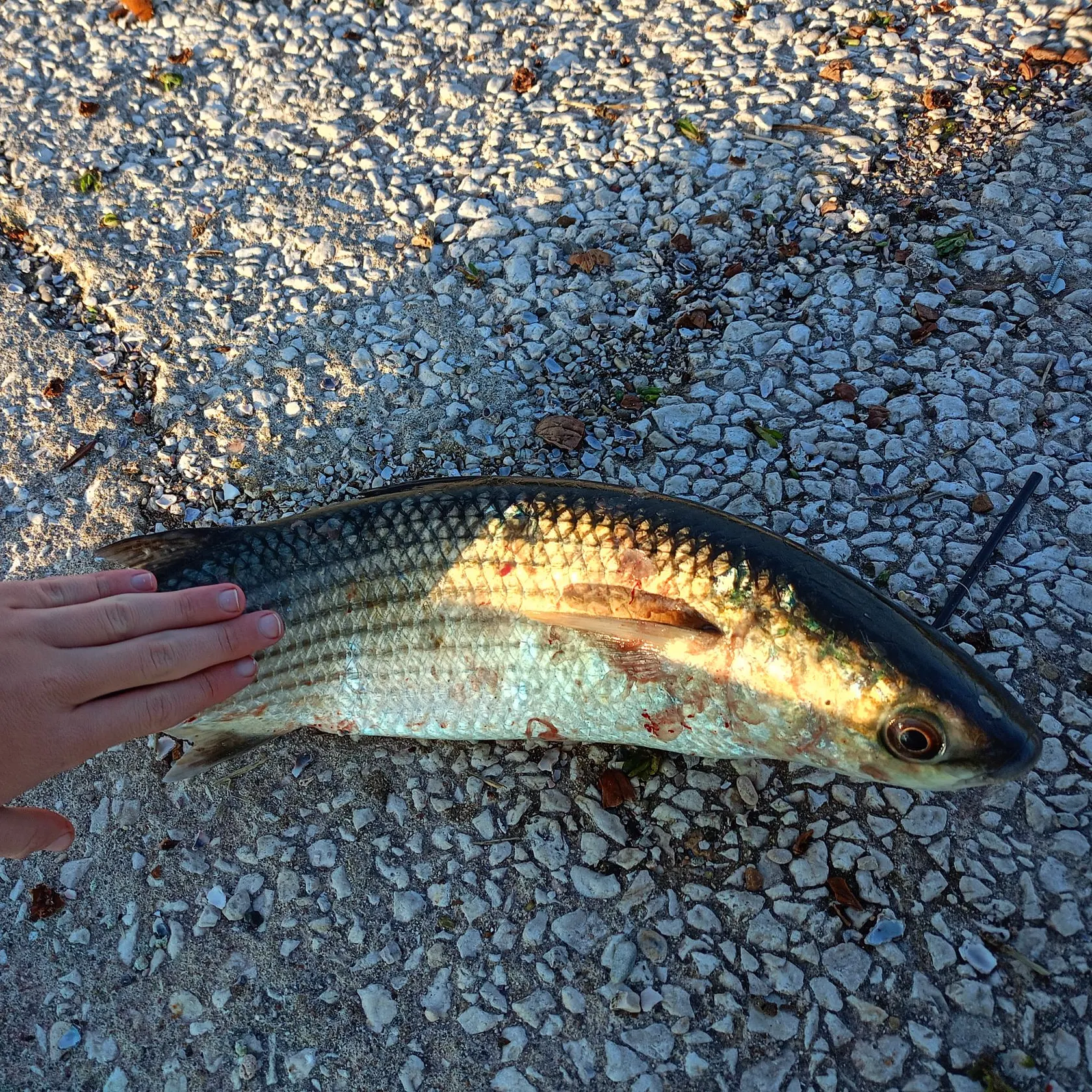 The most recent Striped mullet catches on Fishbrain