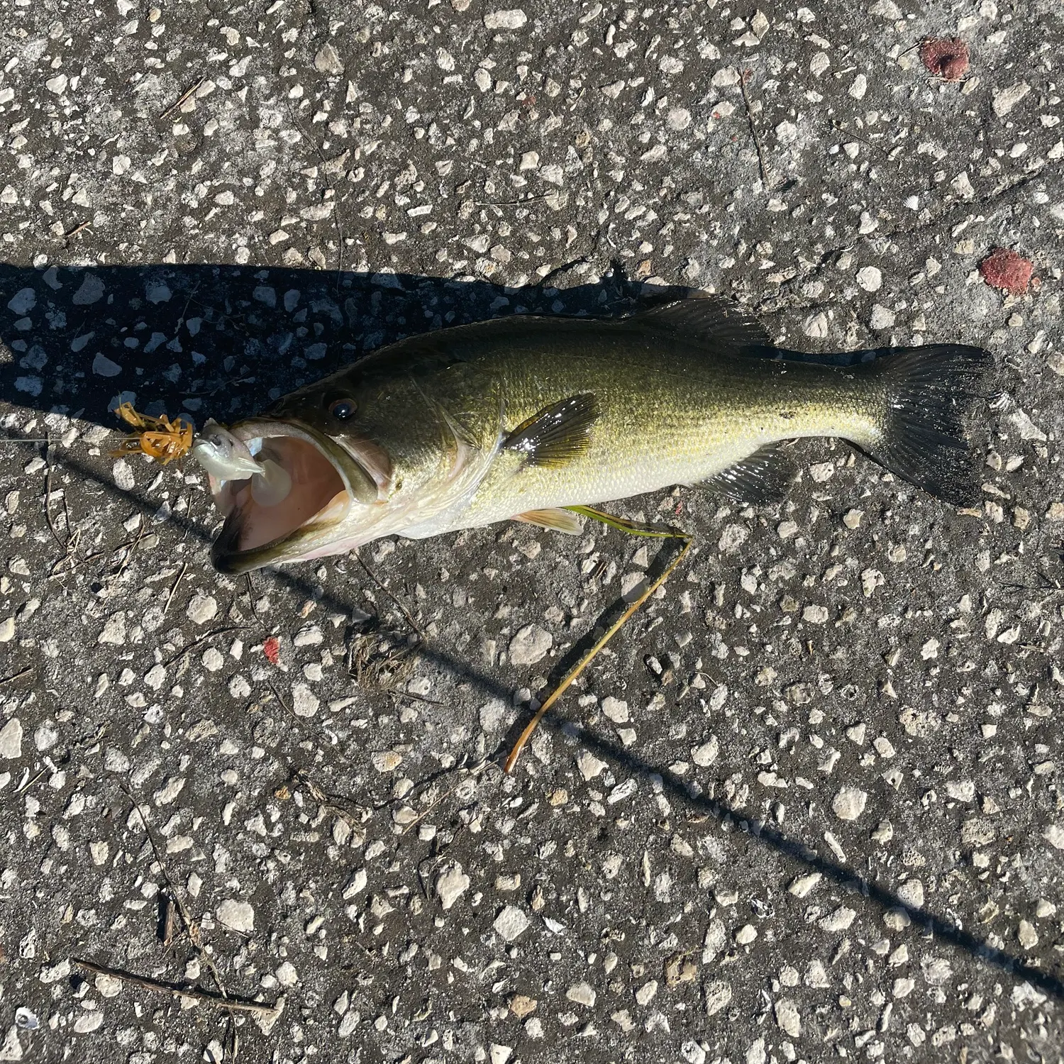 Largemouth bass caught on Fishbrain