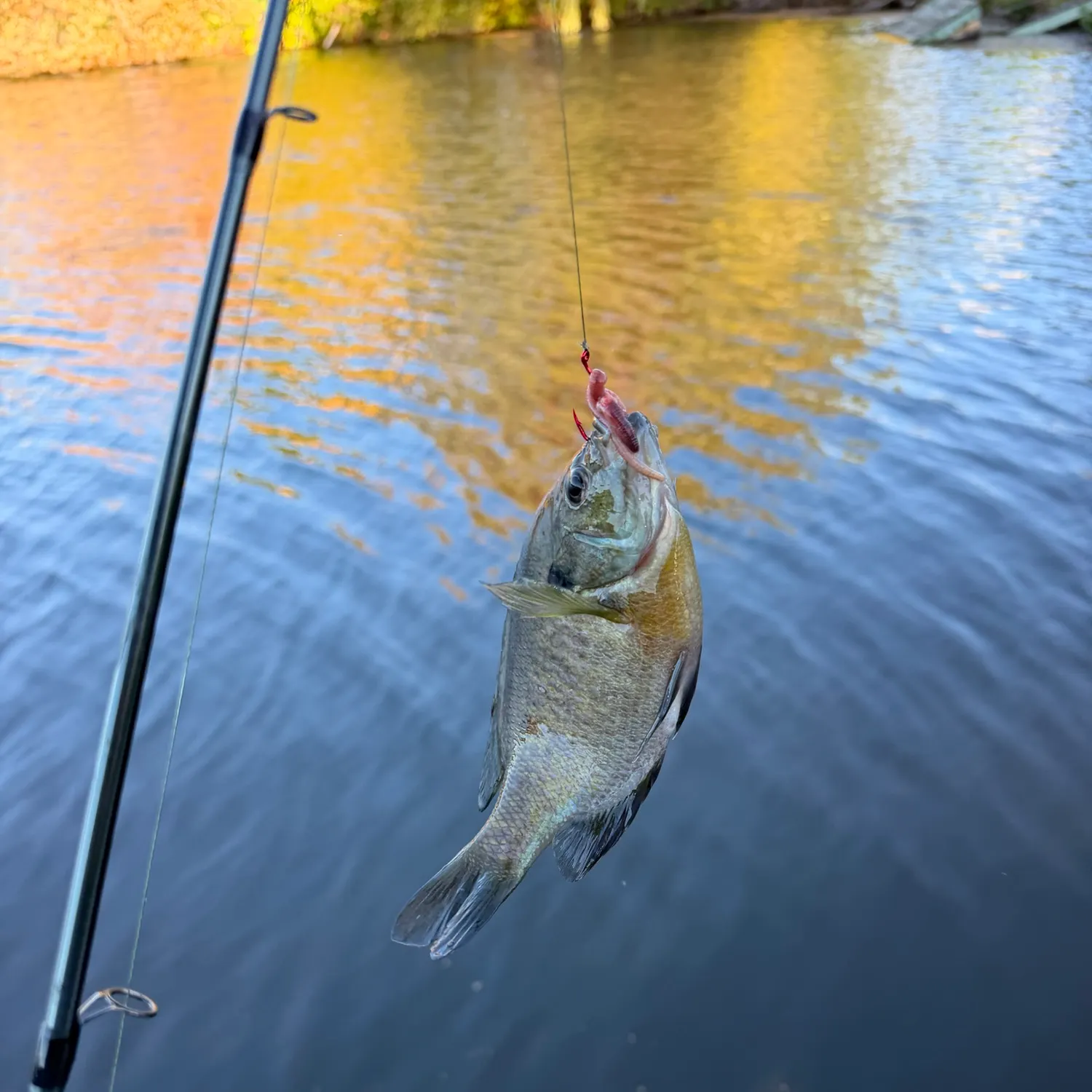 The most recent Bluegill catches on Fishbrain