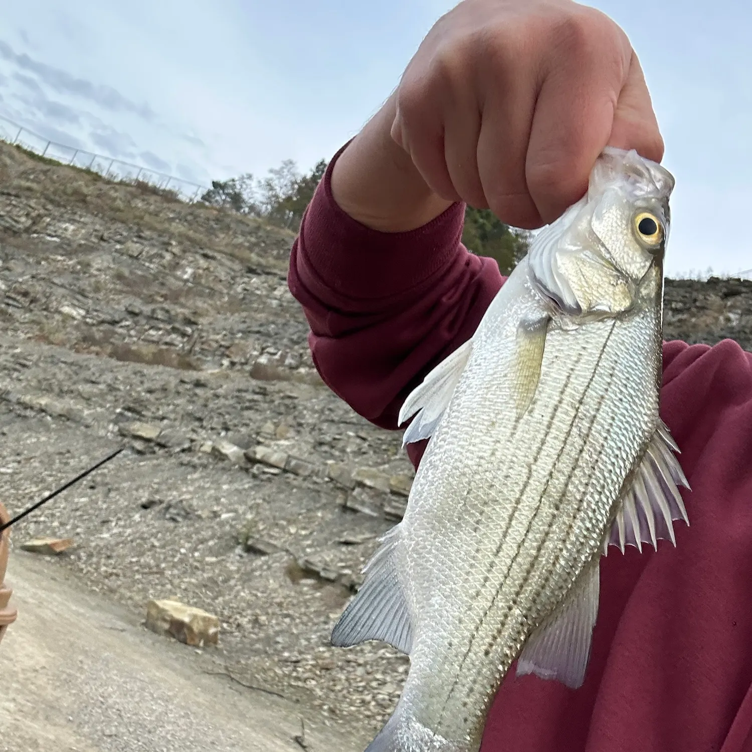 White bass caught on Fishbrain