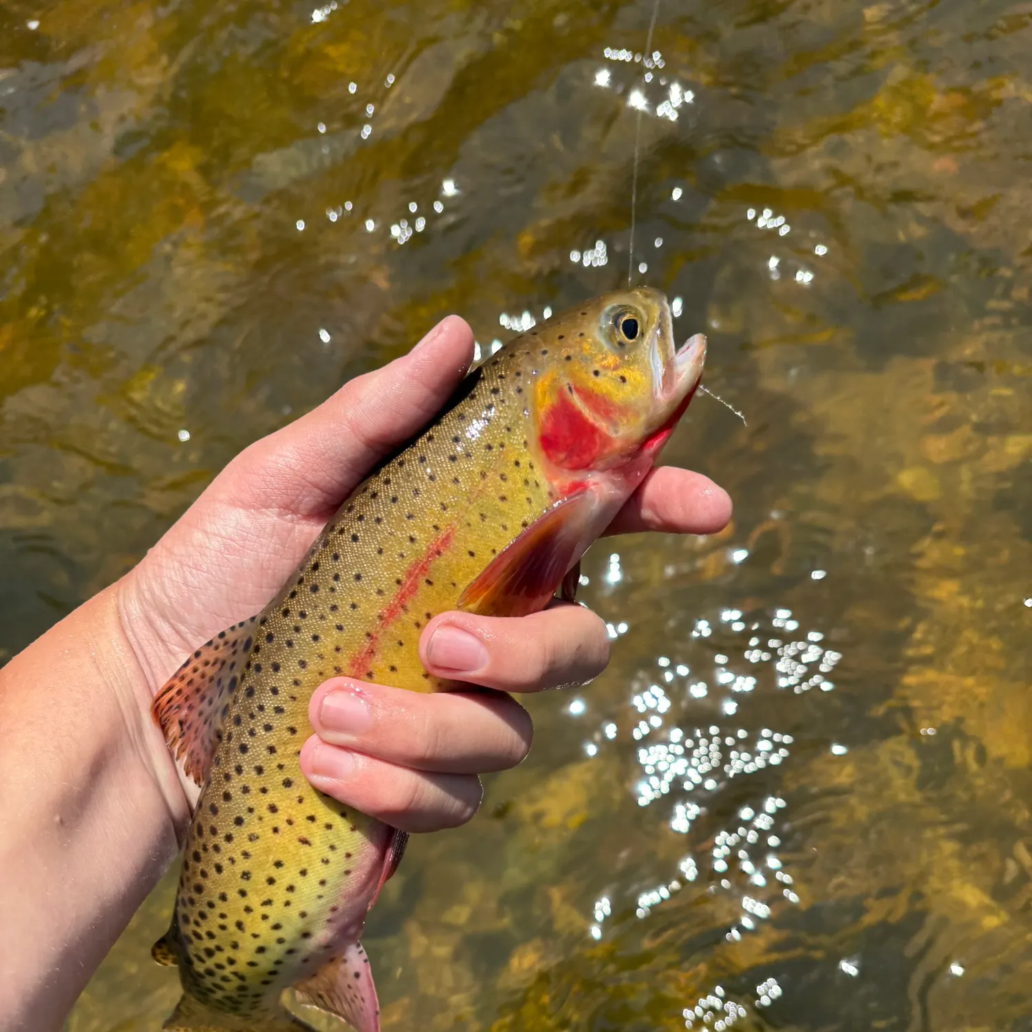 The most recent Cutthroat trout catches on Fishbrain