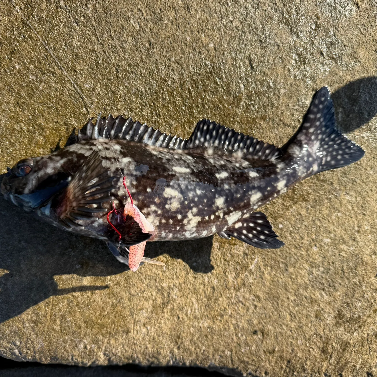 The most recent Rock cale catches on Fishbrain