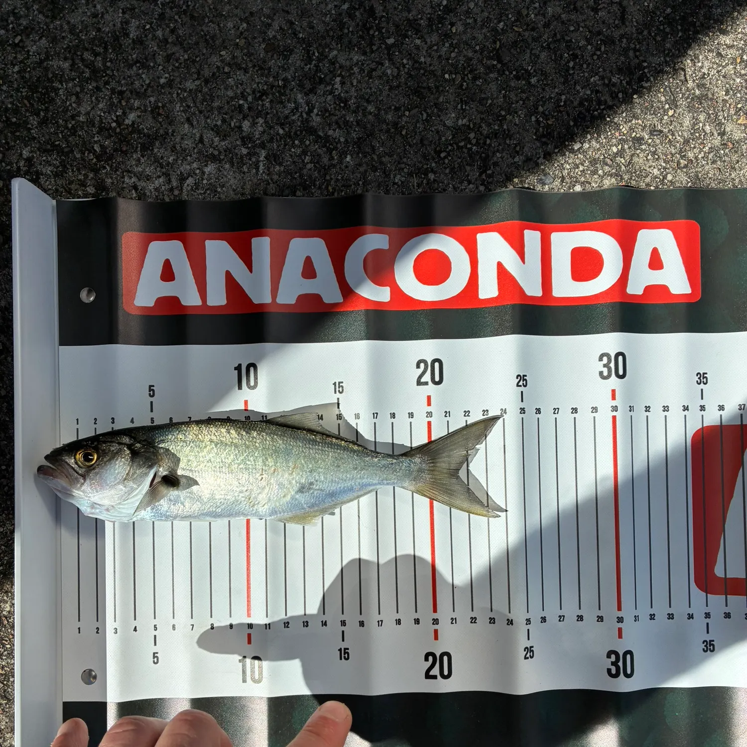Bluefish caught on Fishbrain