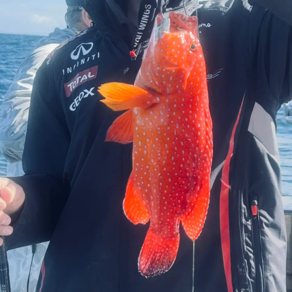 The most recent Spotted coralgrouper catches on Fishbrain