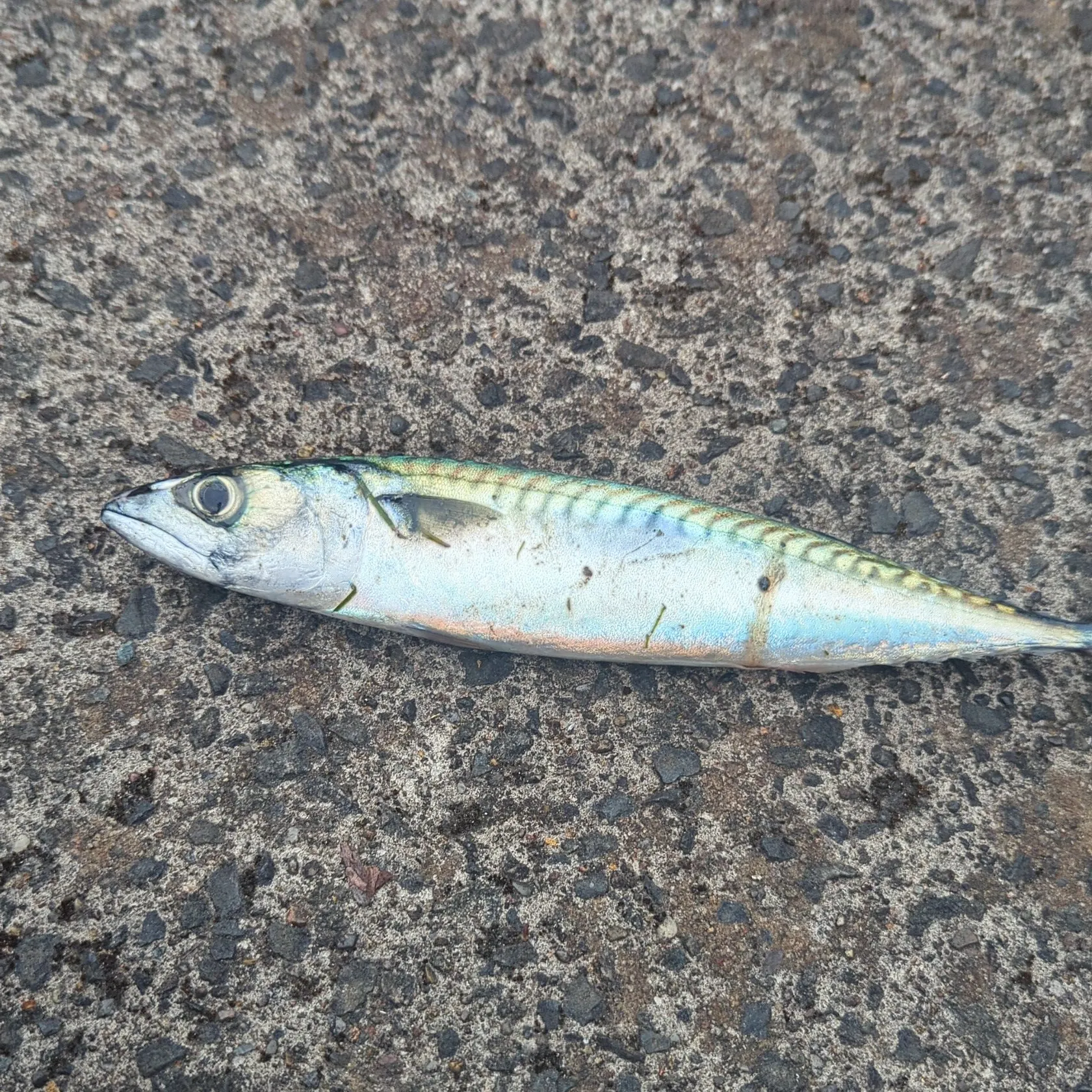 Atlantic mackerel caught on Fishbrain