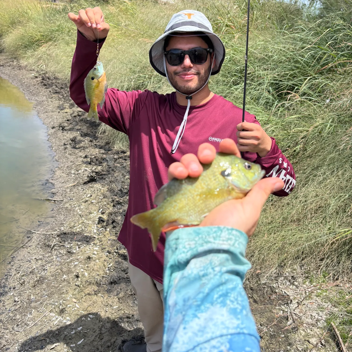 Bluegill caught on Fishbrain