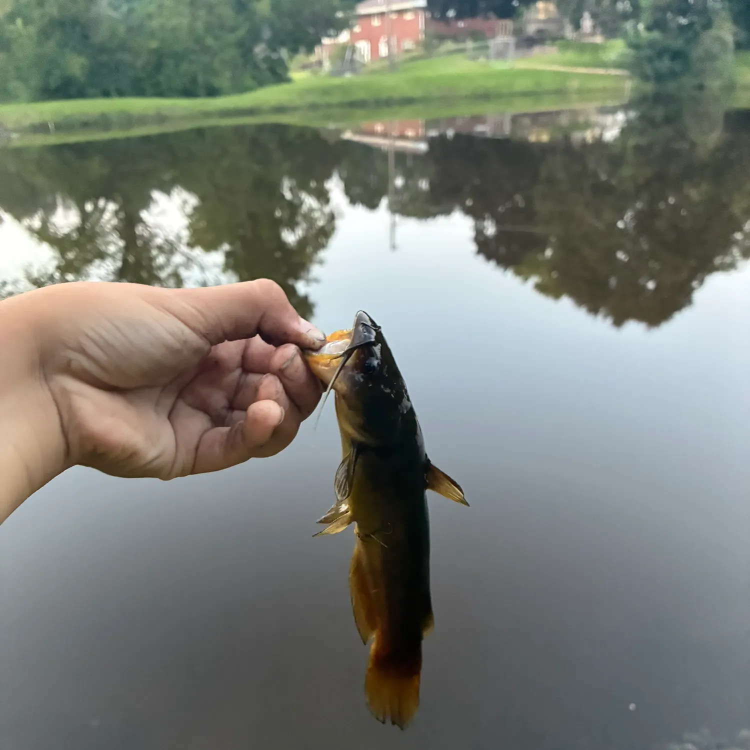 Yellow bullhead caught on Fishbrain
