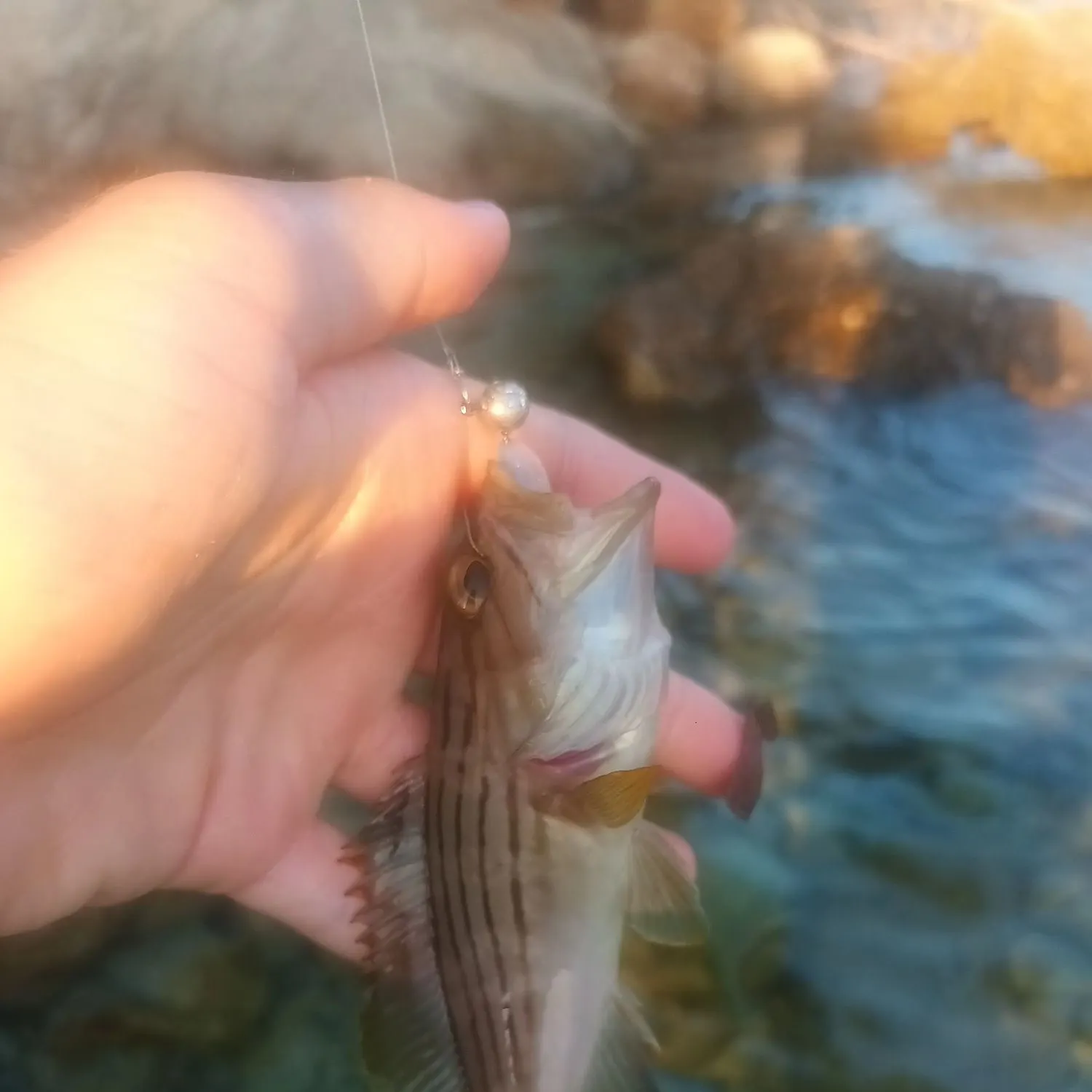 The most recent Goldblotched grouper catches on Fishbrain