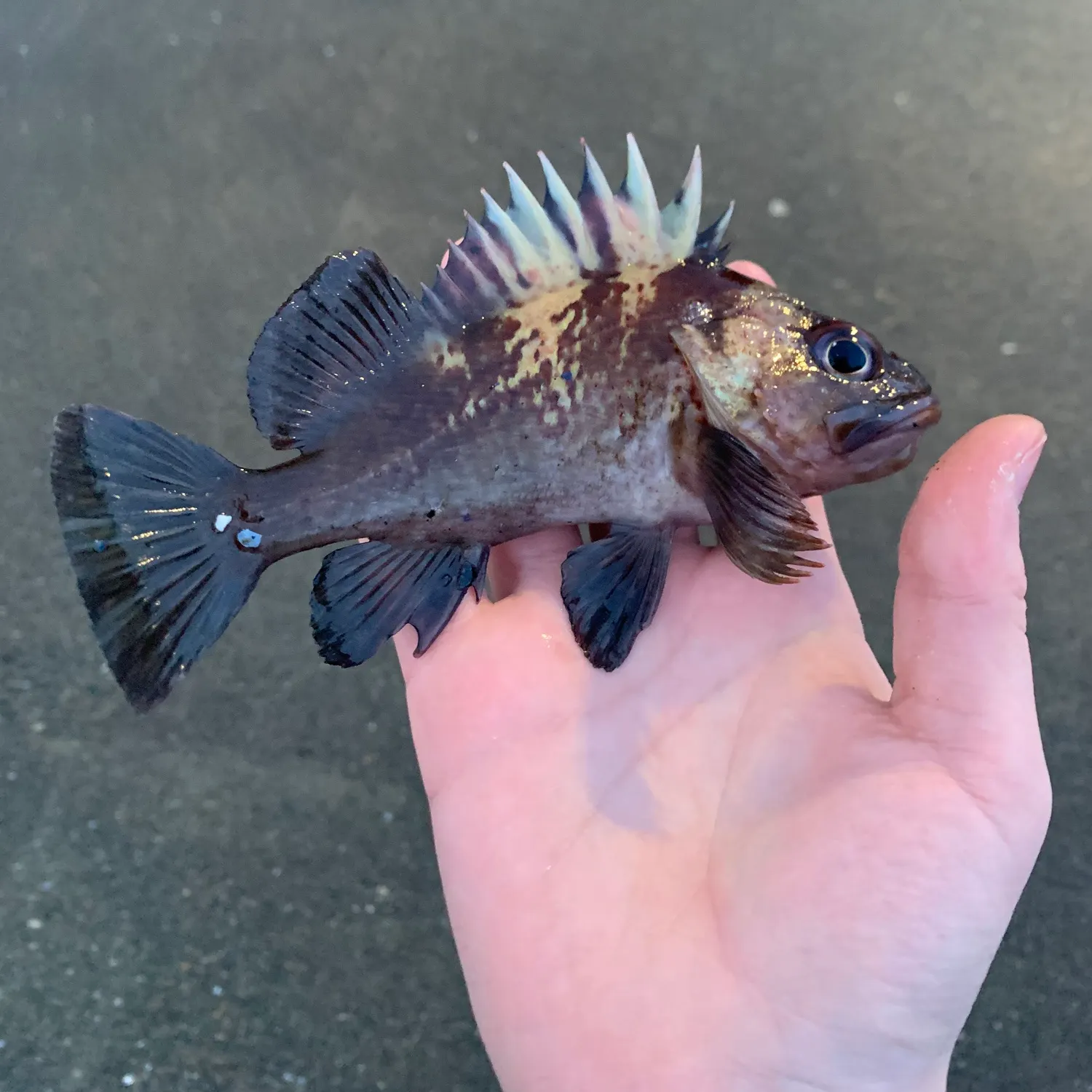 The most popular recent Quillback rockfish catch on Fishbrain