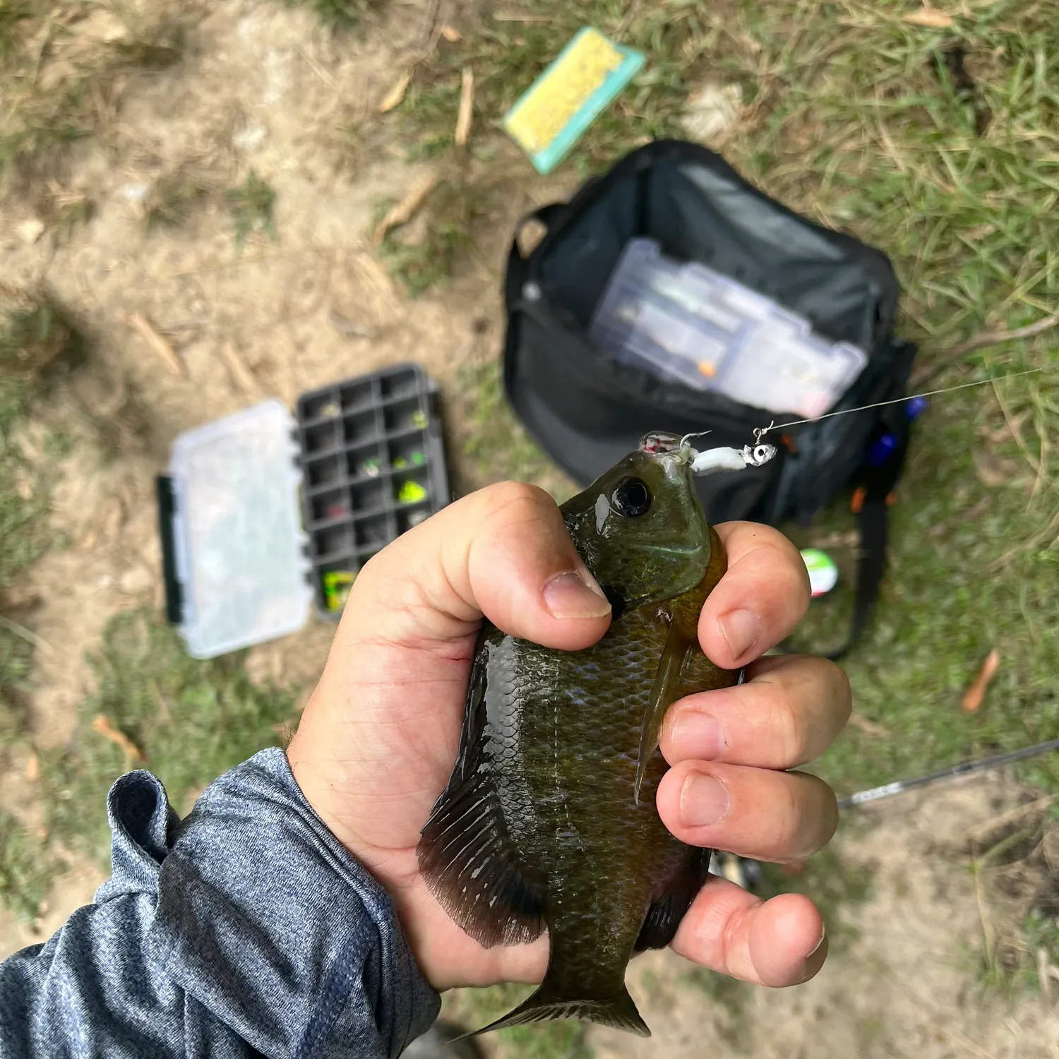 Bluegill caught on Fishbrain