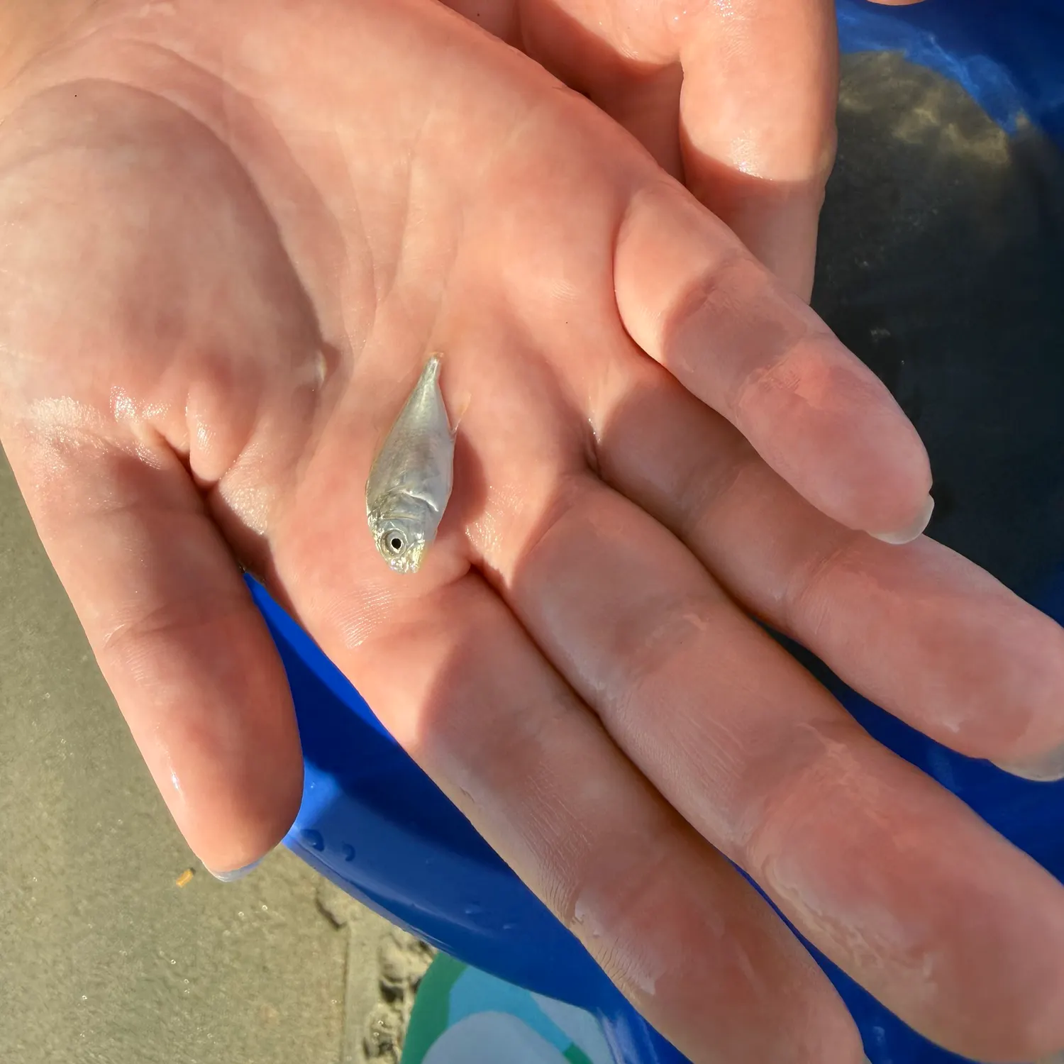 Florida pompano caught on Fishbrain