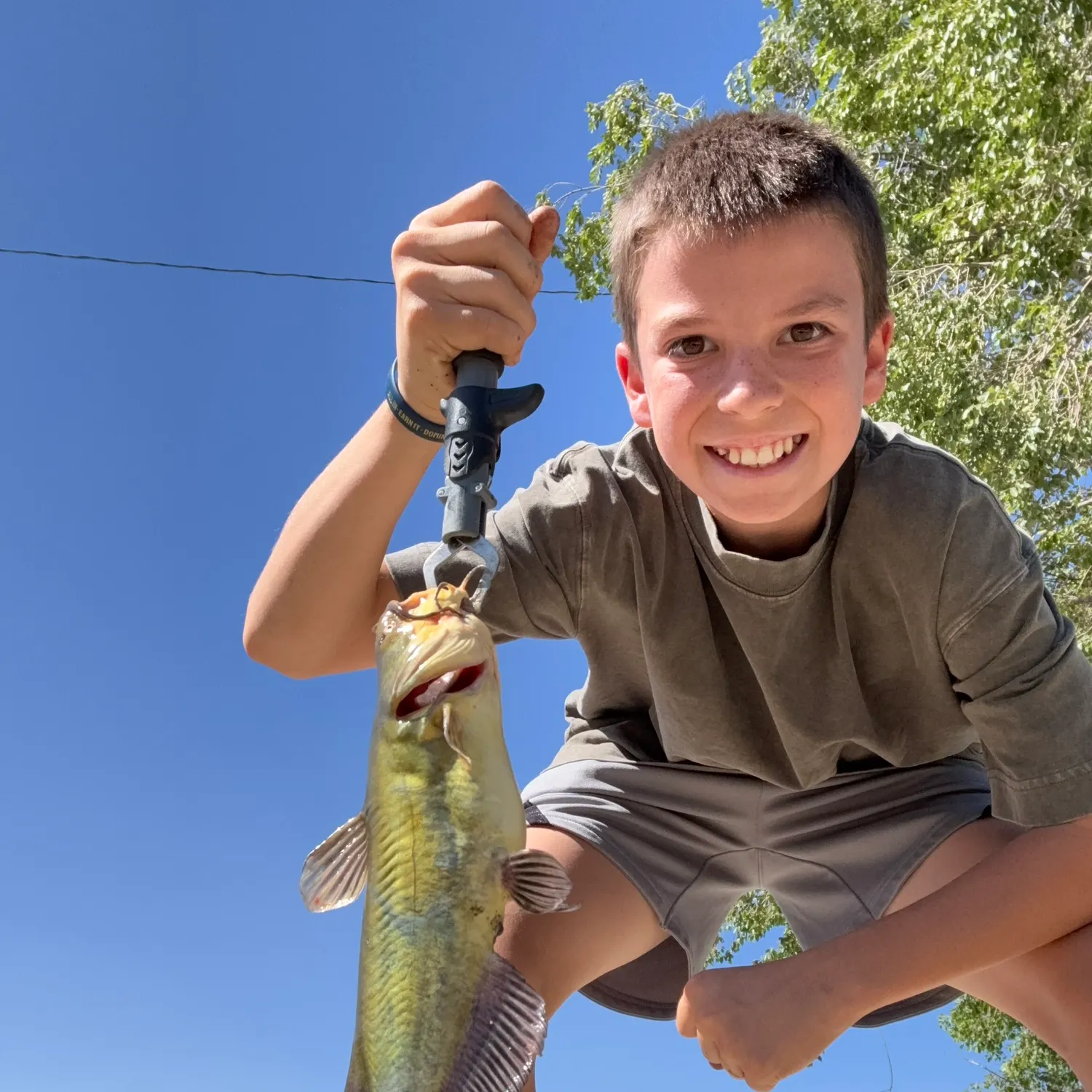 Yellow bullhead caught on Fishbrain