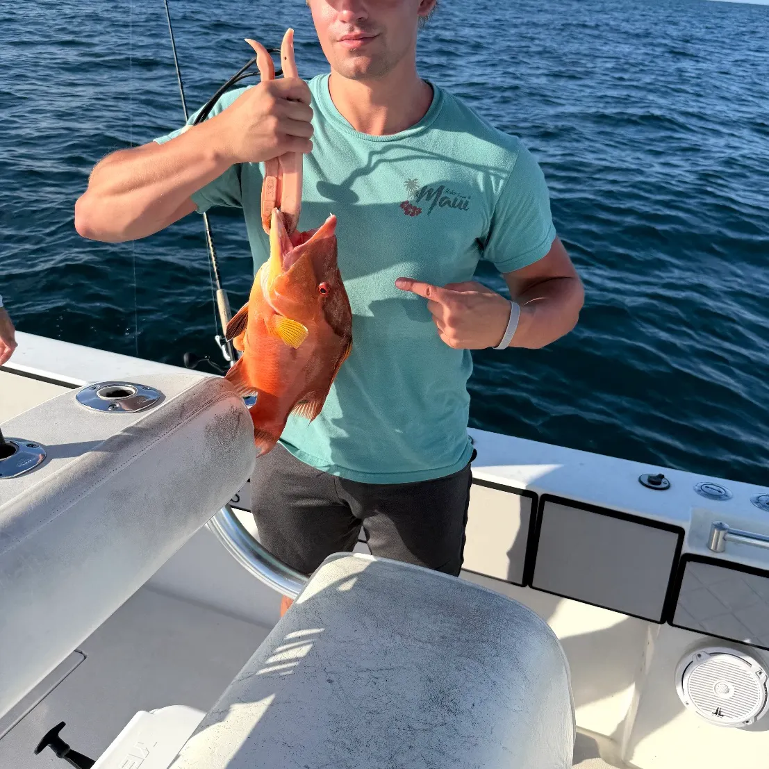 The most recent Hogfish catches on Fishbrain