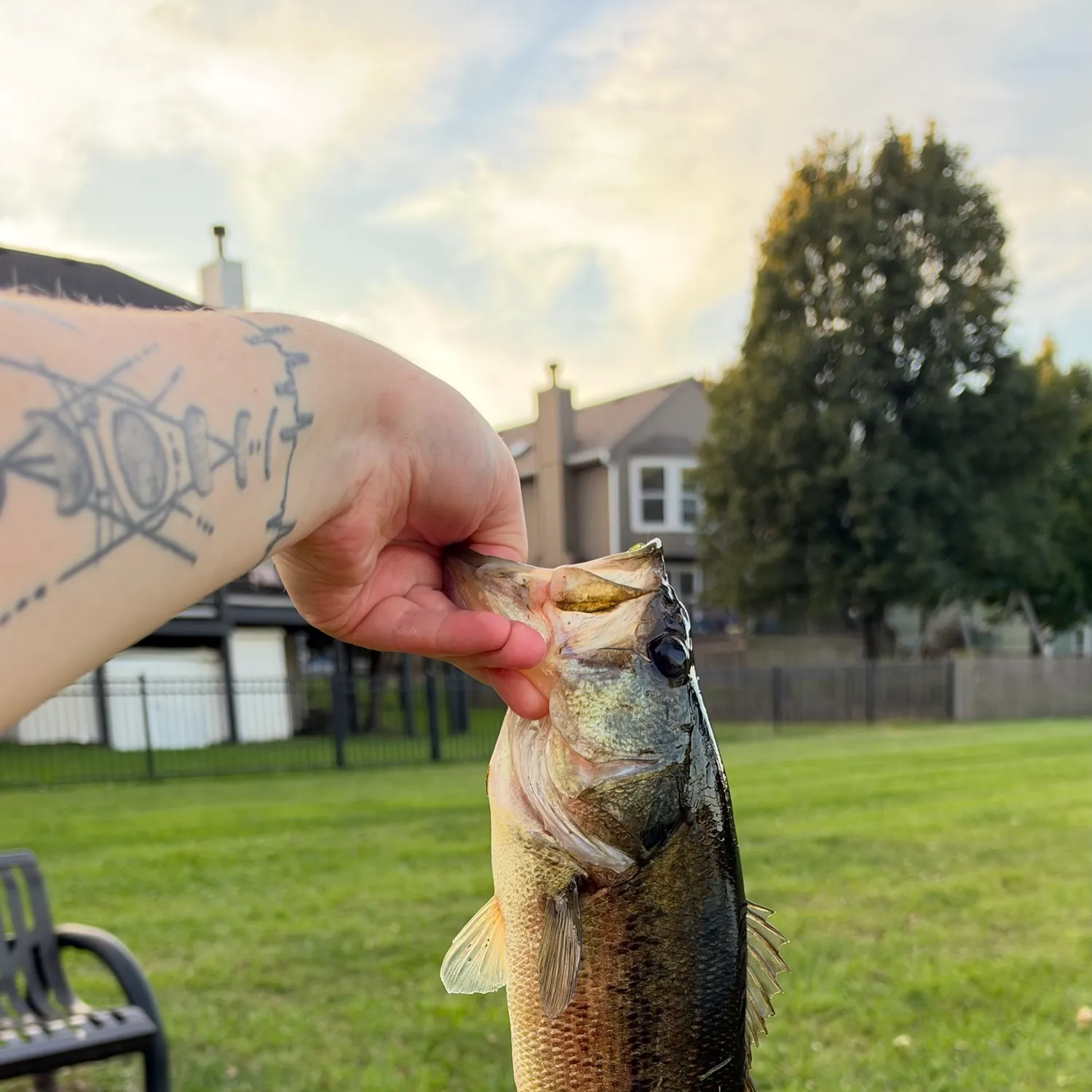 Largemouth bass caught on Fishbrain