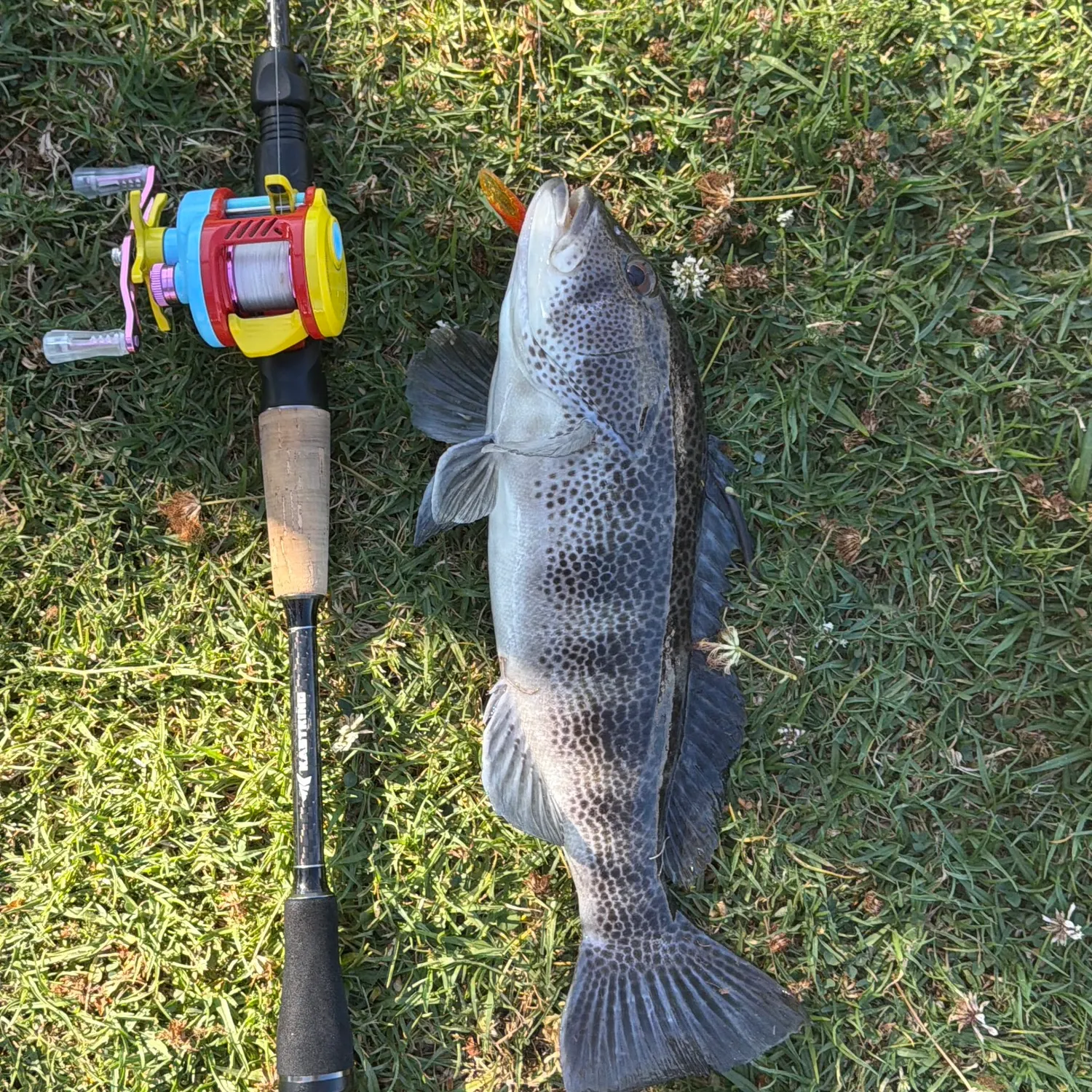 The most recent Spotted sand bass catches on Fishbrain