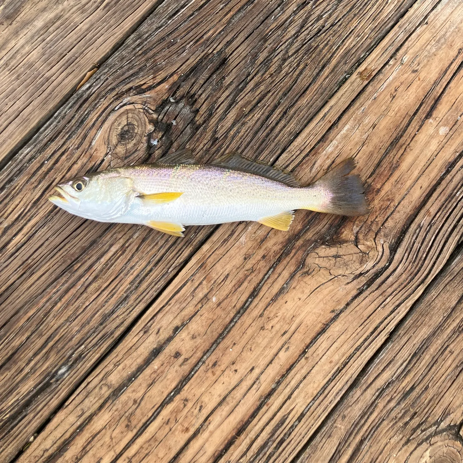 Sand seatrout caught on Fishbrain