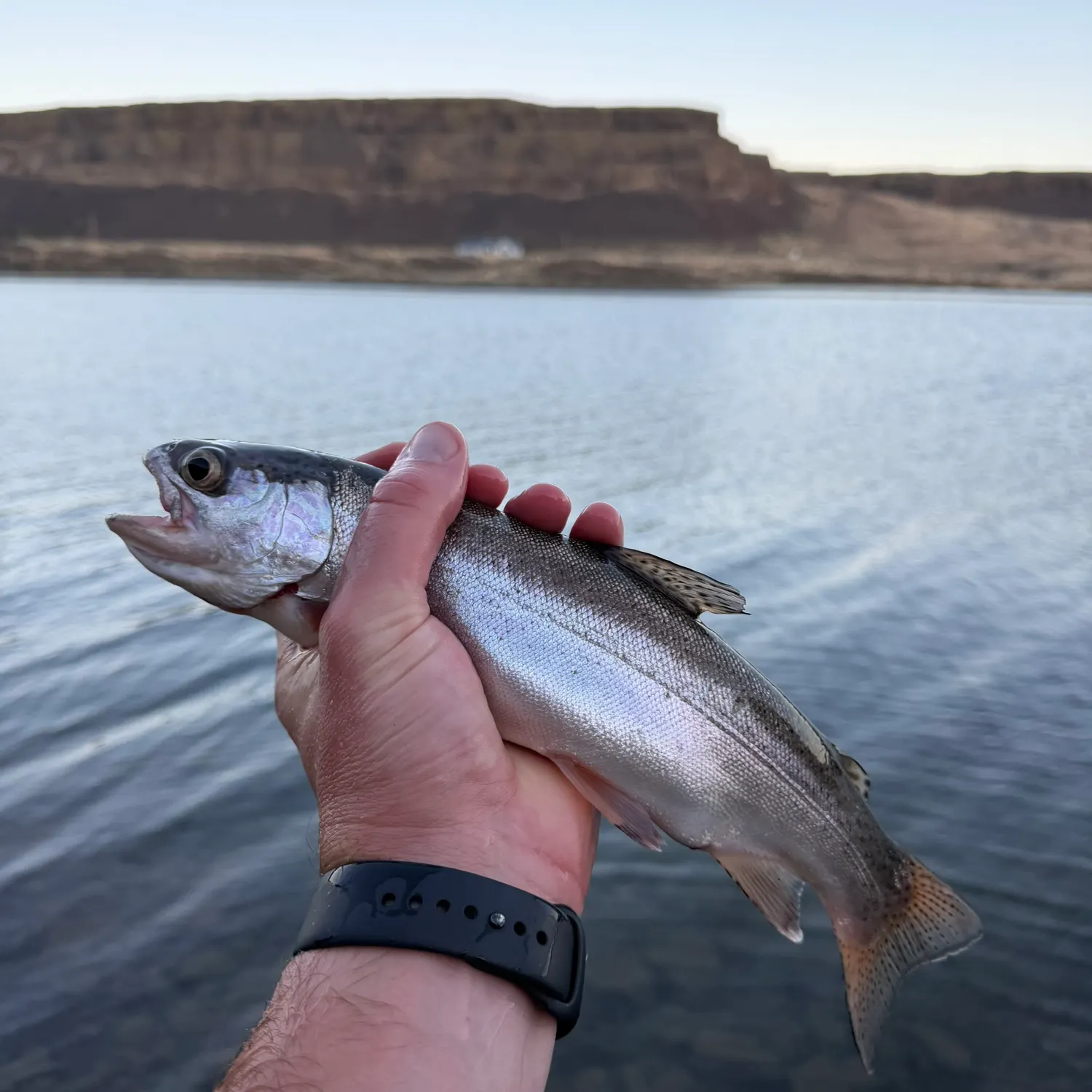 Rainbow trout caught on Fishbrain