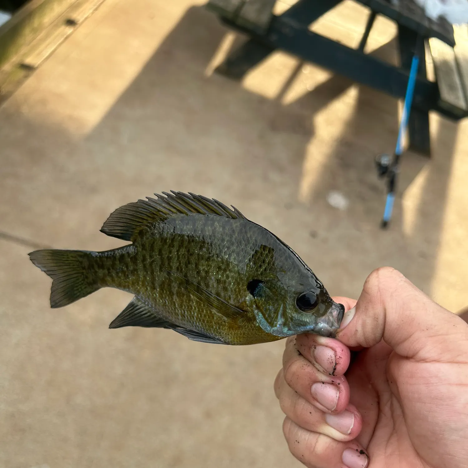 Bluegill caught on Fishbrain