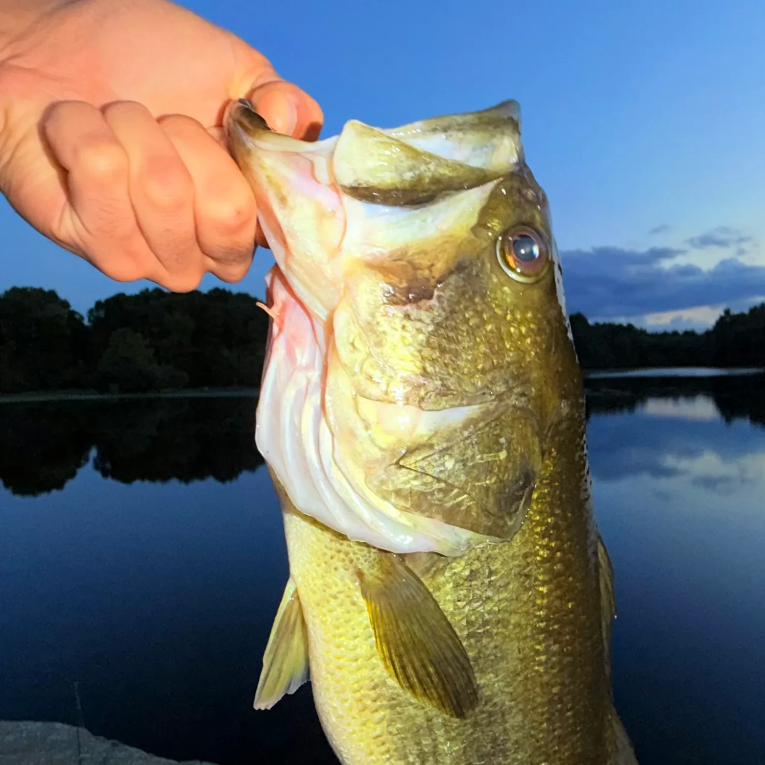 Largemouth bass caught on Fishbrain