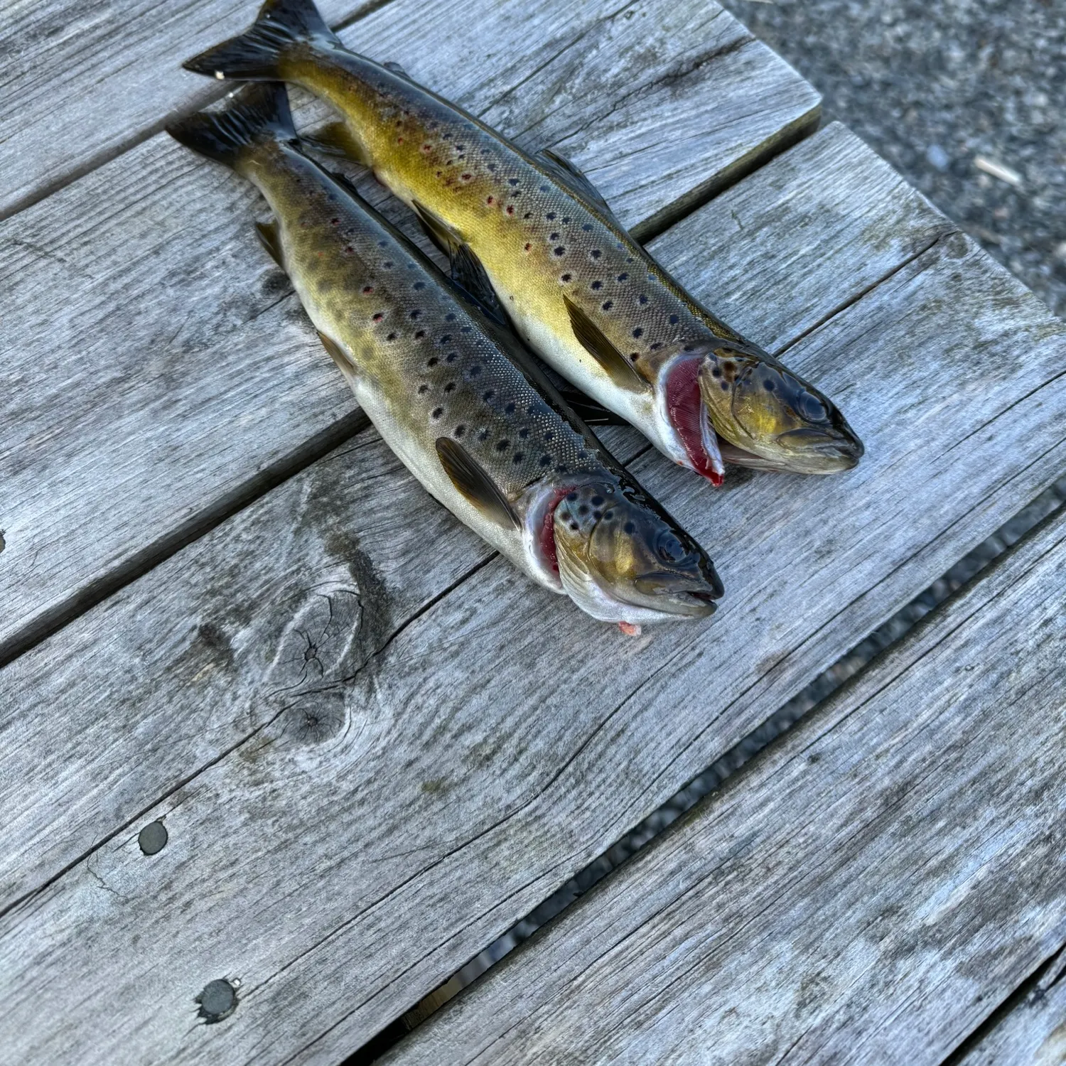 recently logged catches