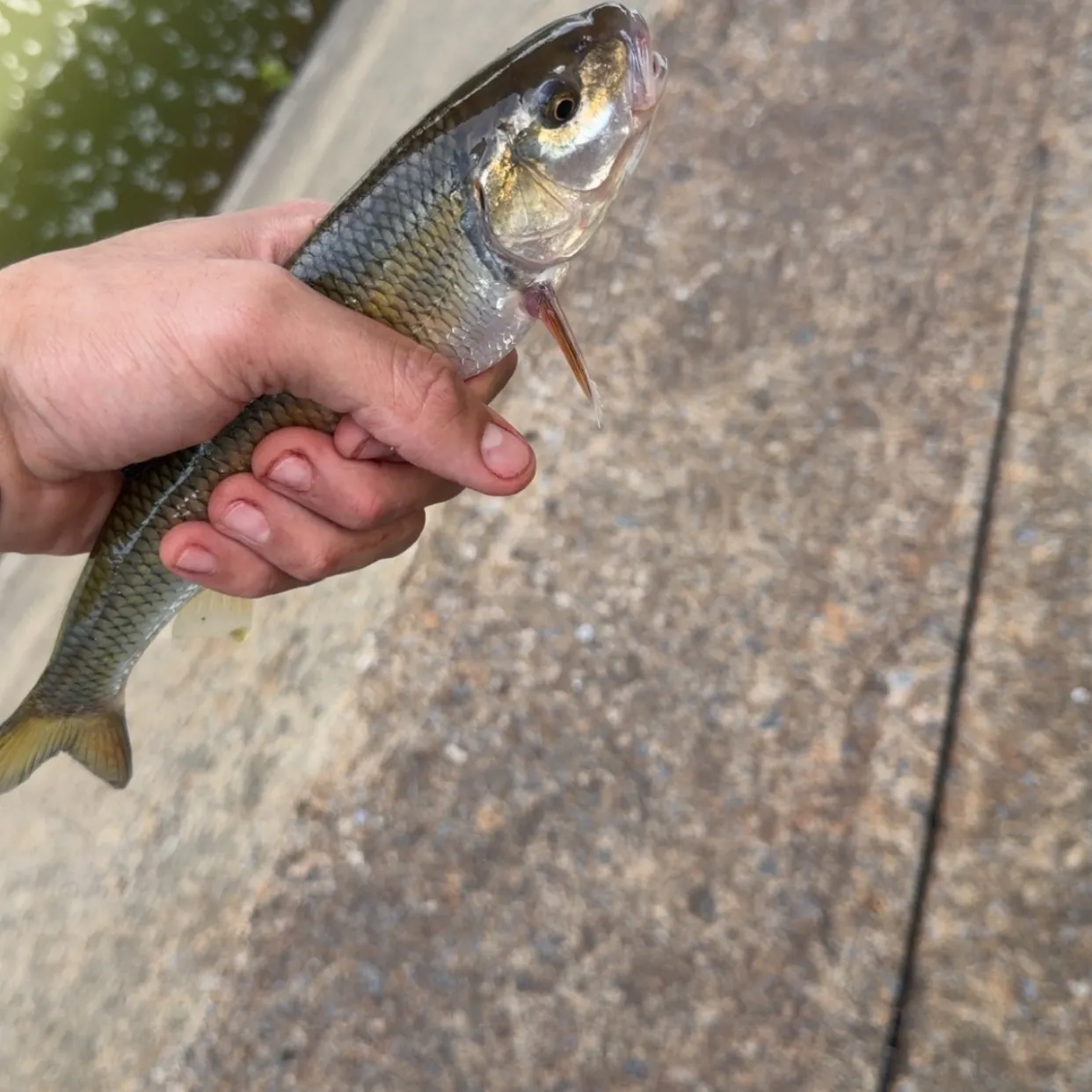 Fallfish caught on Fishbrain