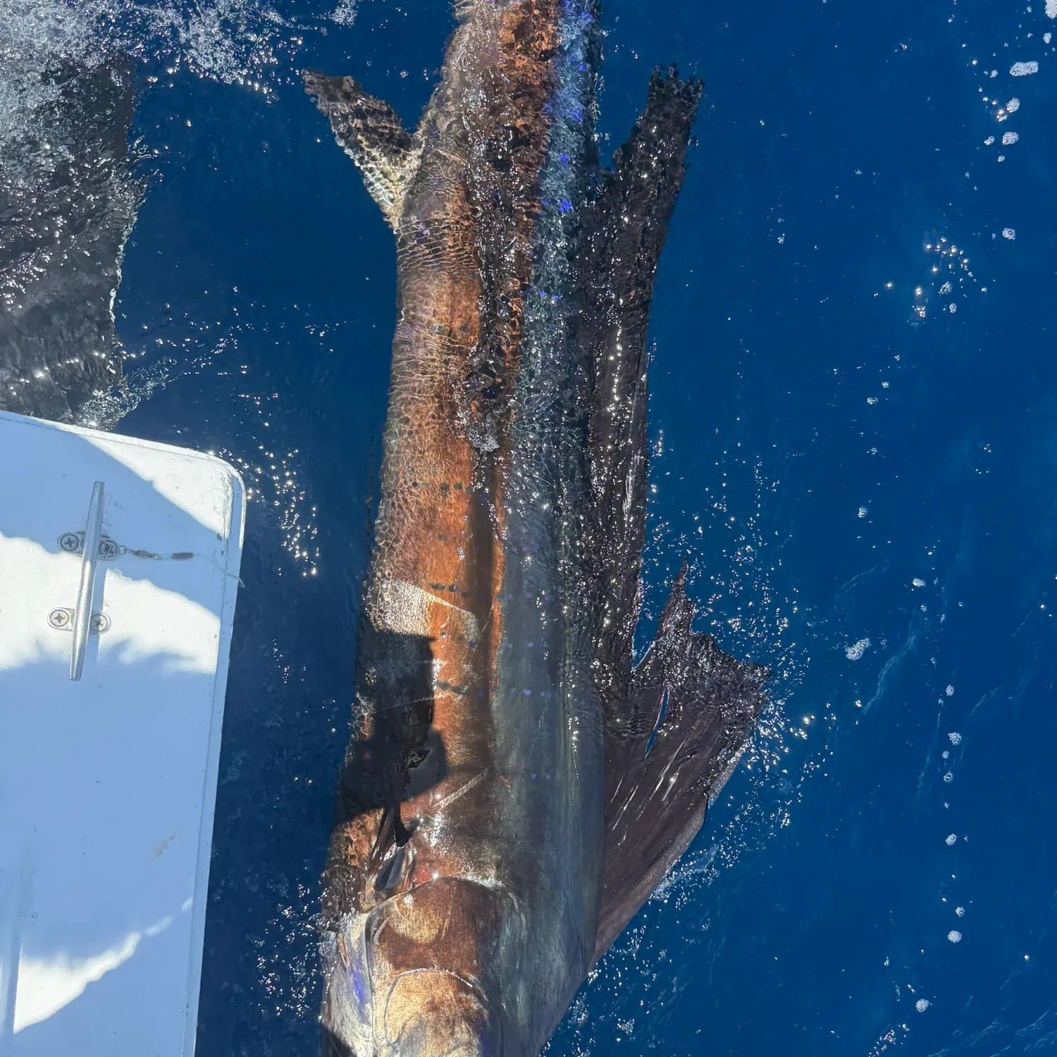 The most recent Indo-Pacific sailfish catches on Fishbrain